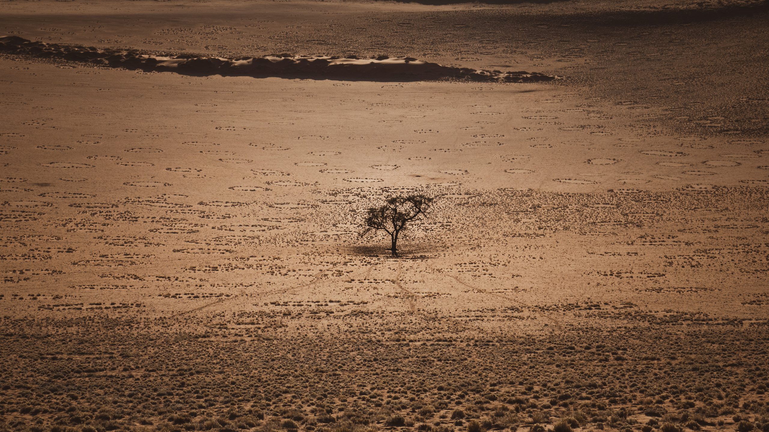 Acacia Solitaire du Désert de Namib