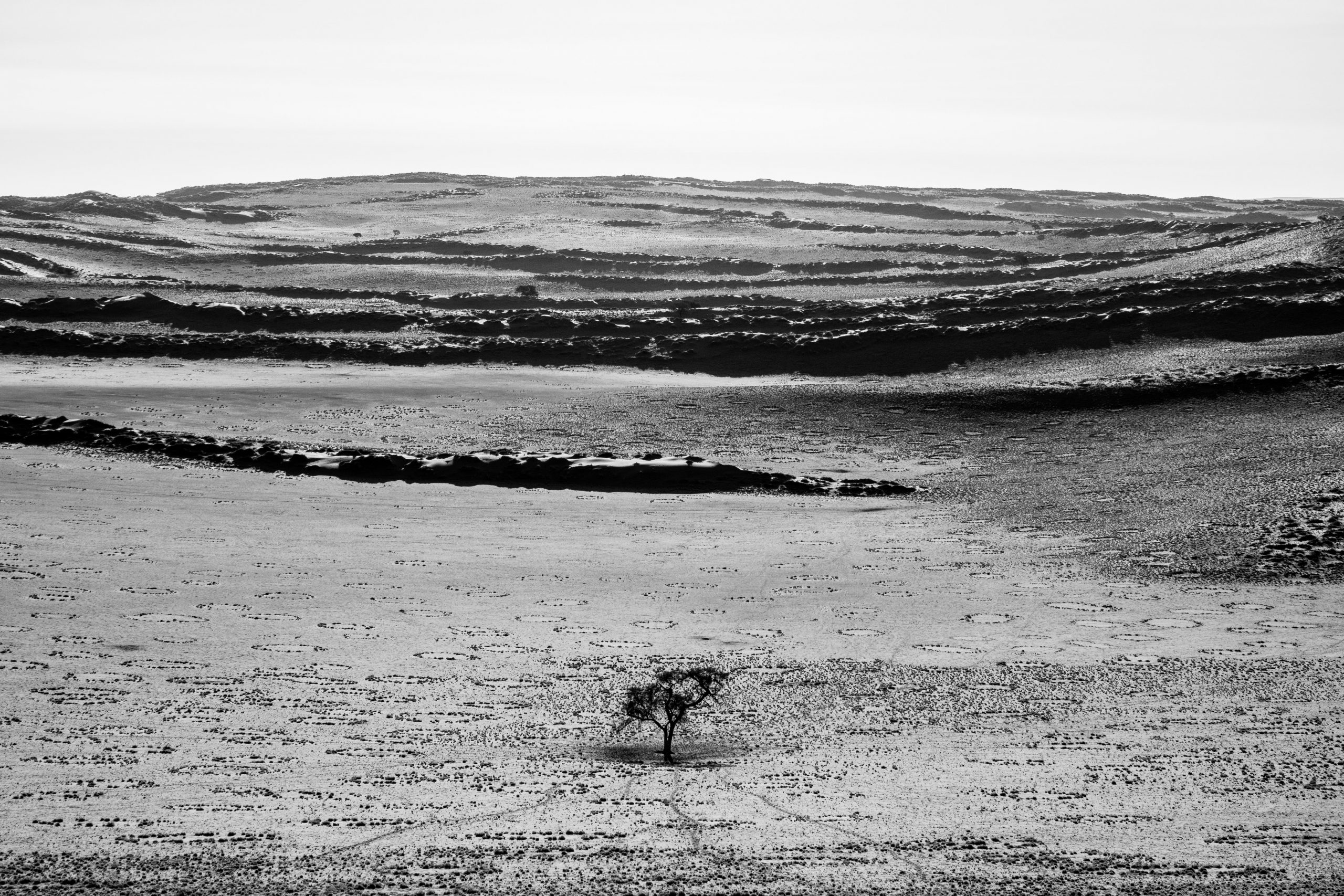 Acacia Solitaire du Désert