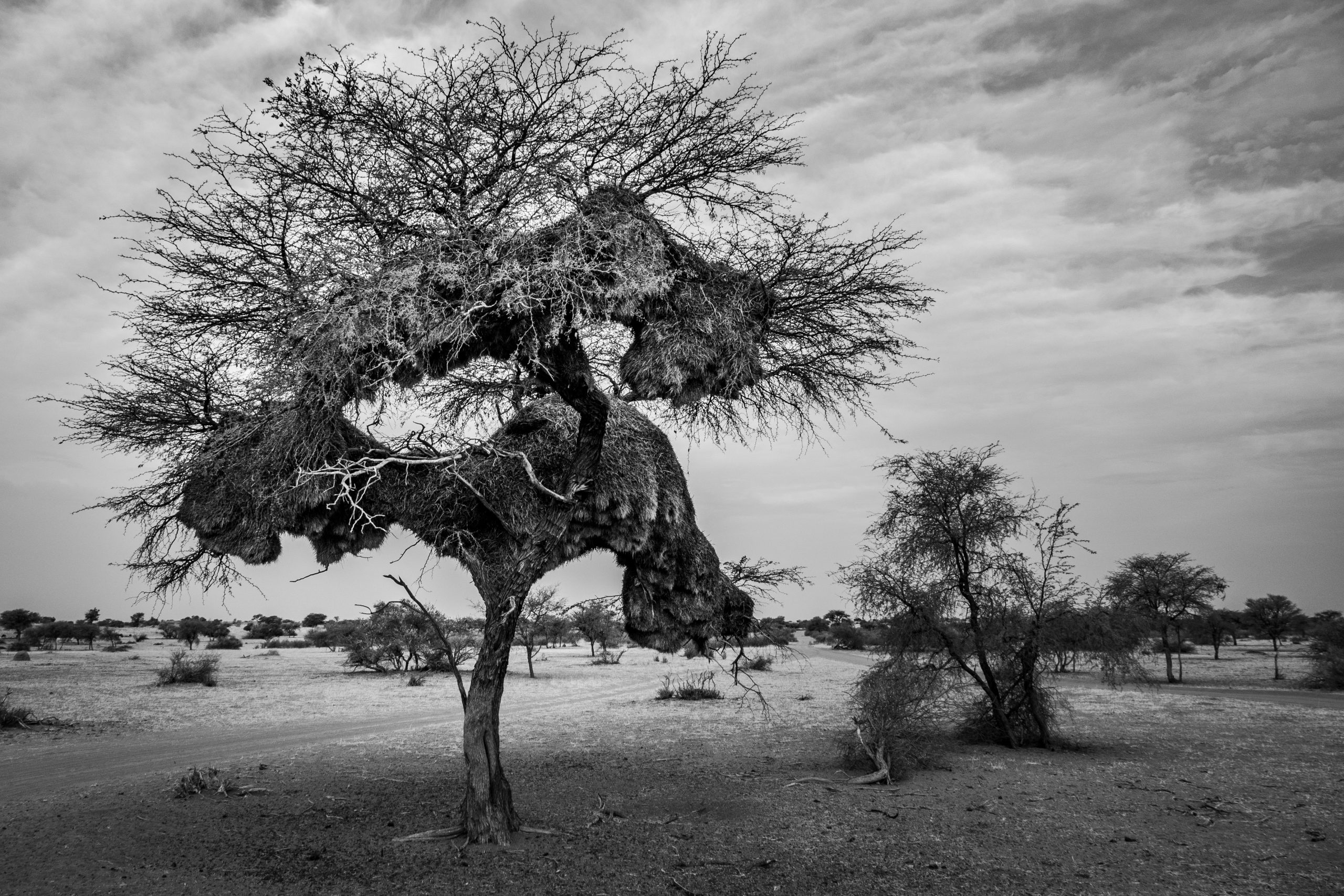 Acacia au Nid de Tisserins