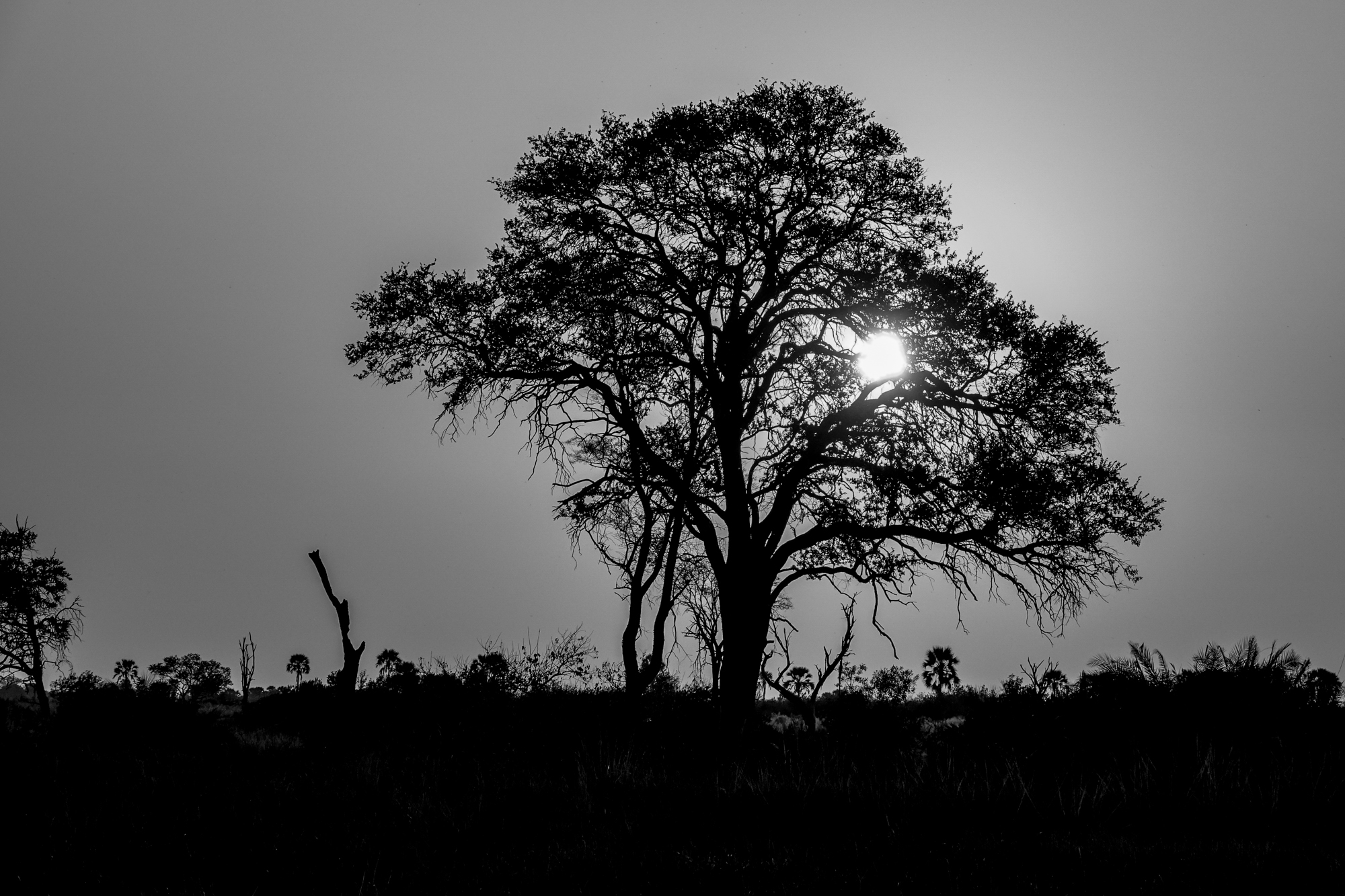 Acacia en Silhouette Africaine