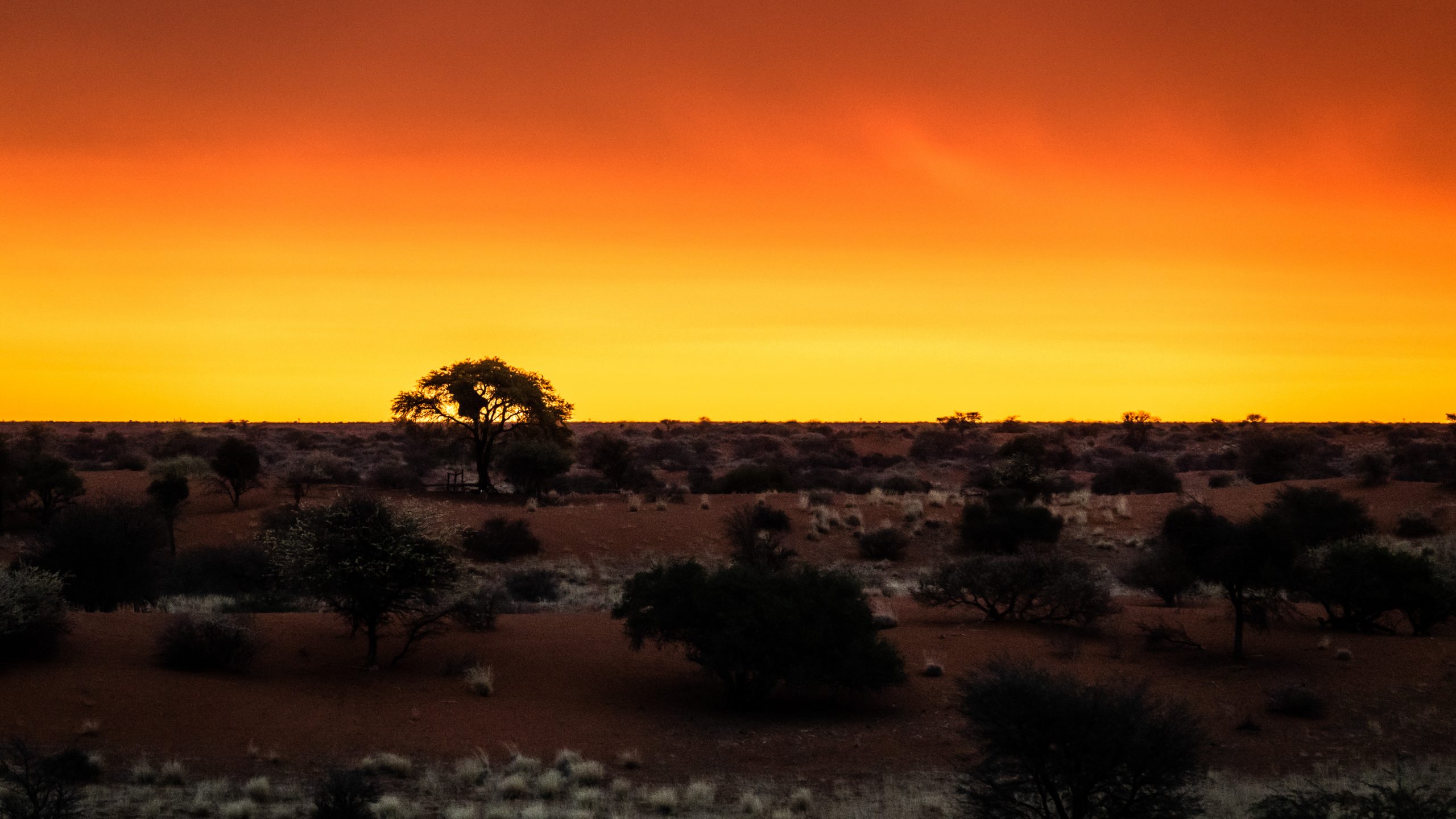 Acacia solitaire du Namib