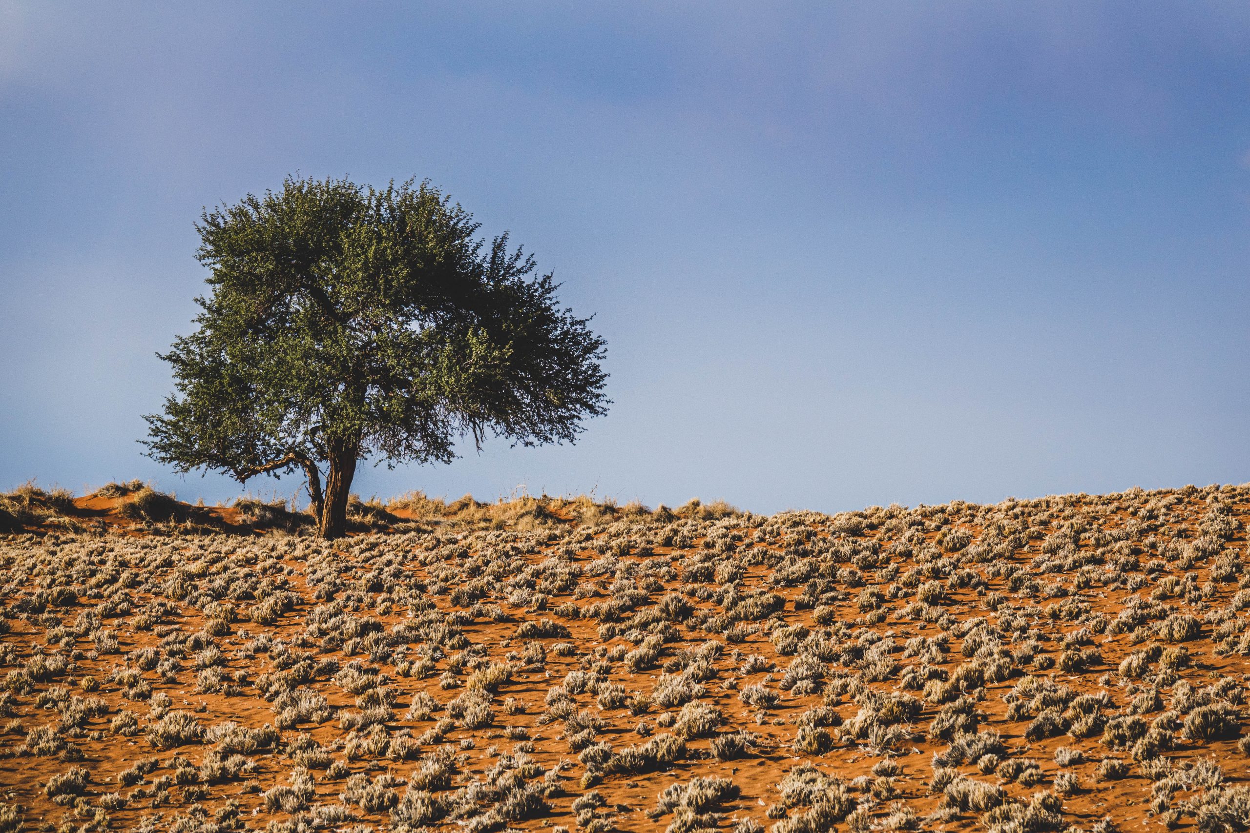 Acacia solitaire sur dune ocre