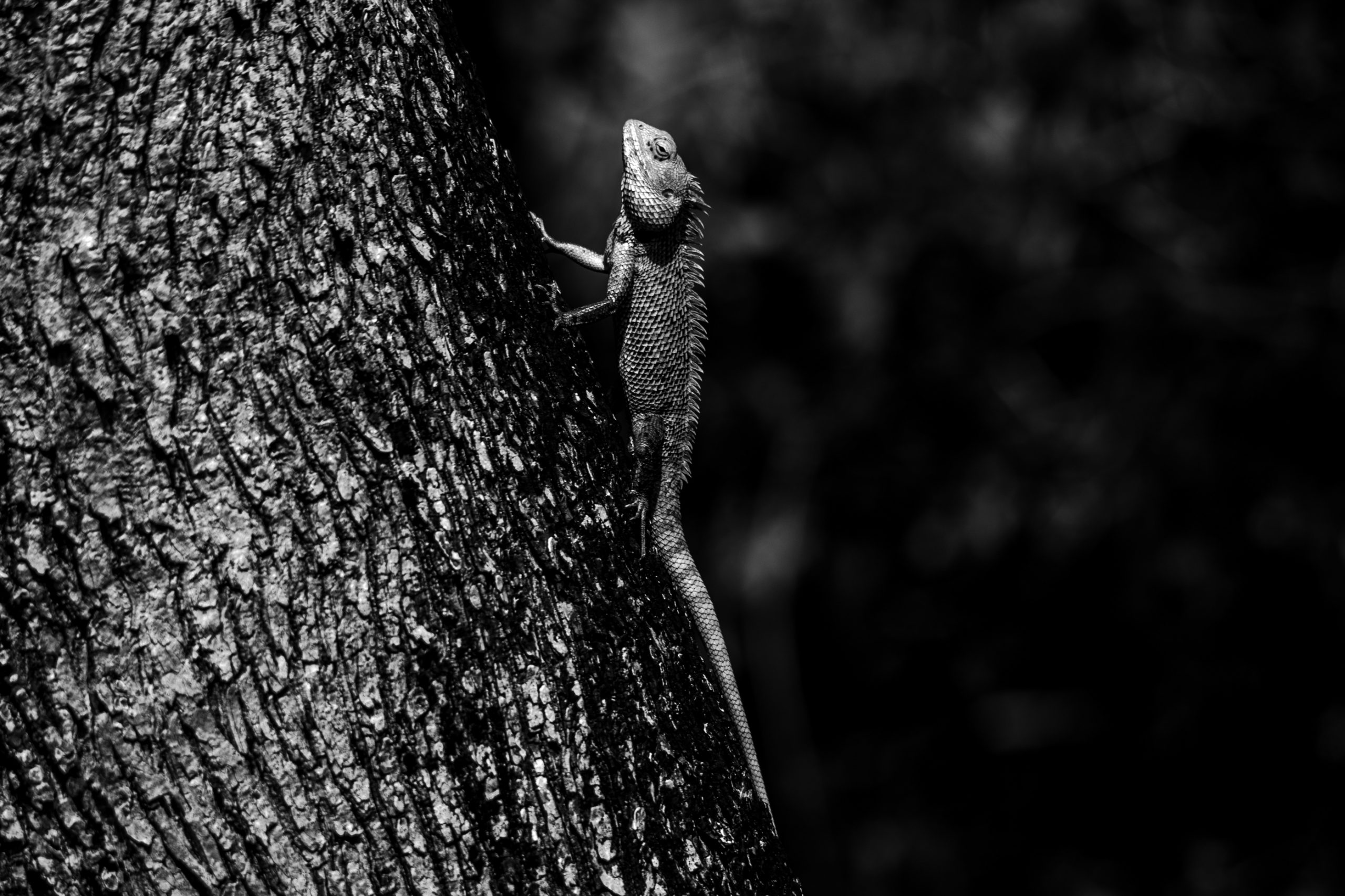 Agame Indien sur l’Écorce