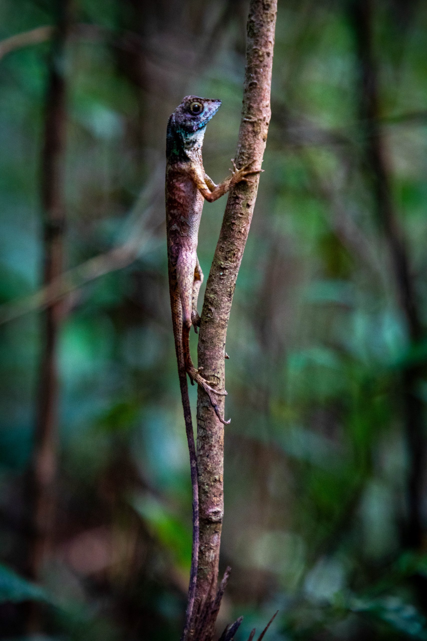 Agame Versicolore Sur Tige