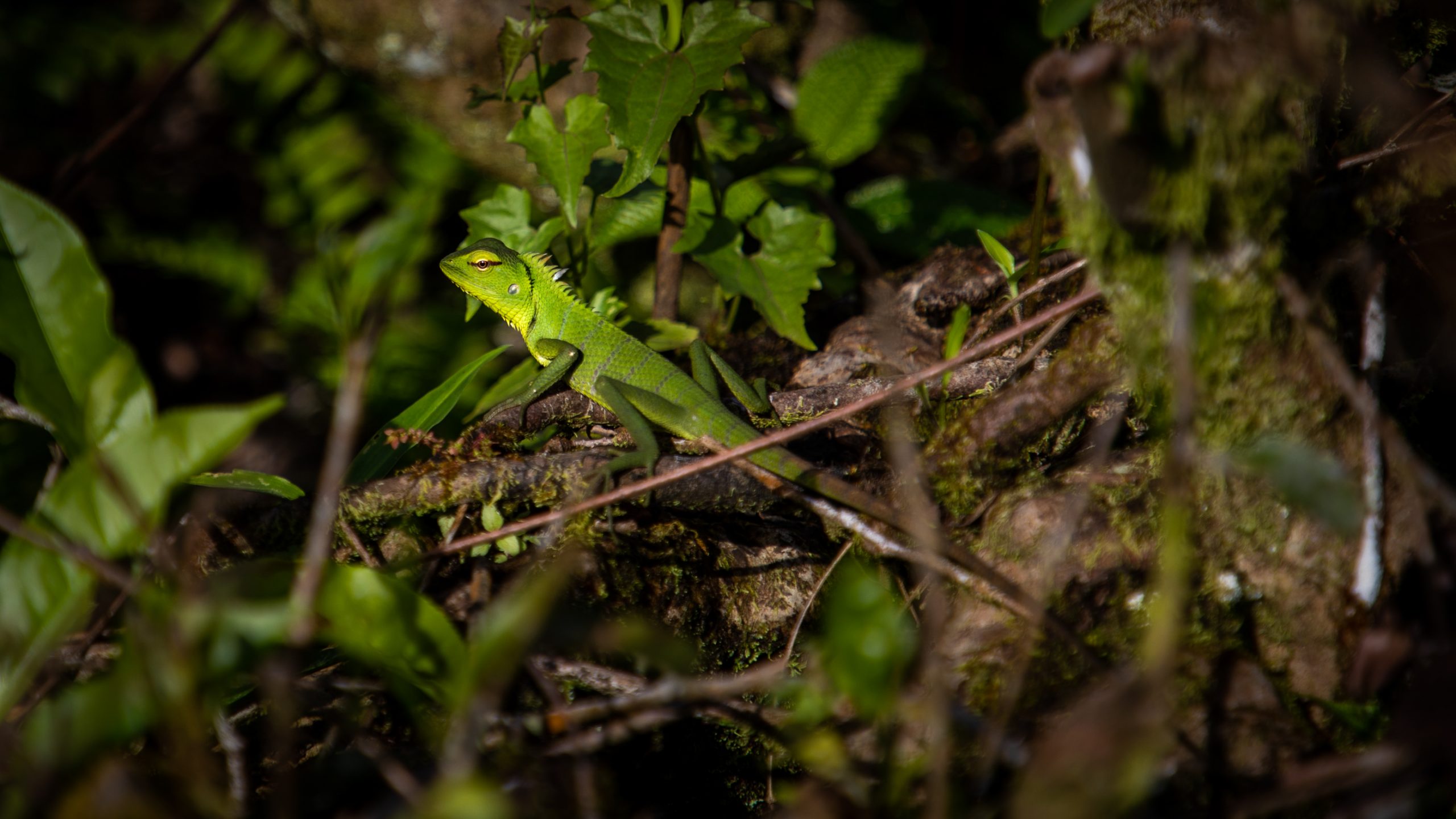 Agame à crête verte