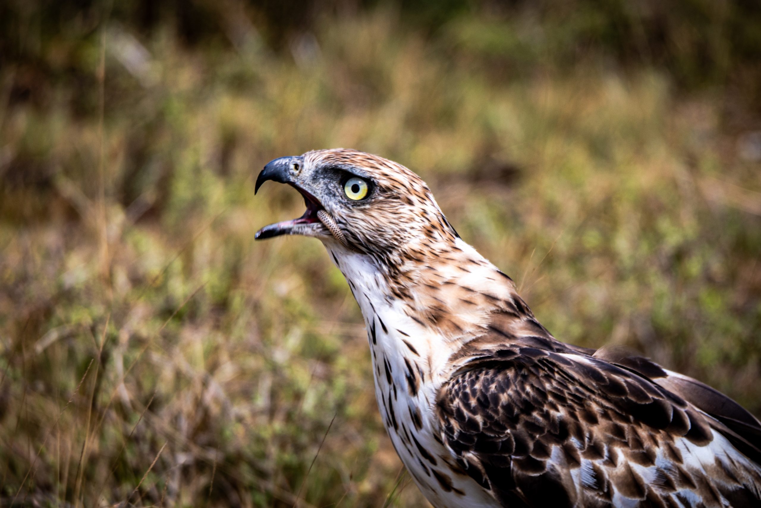 Aigle botté juvénile