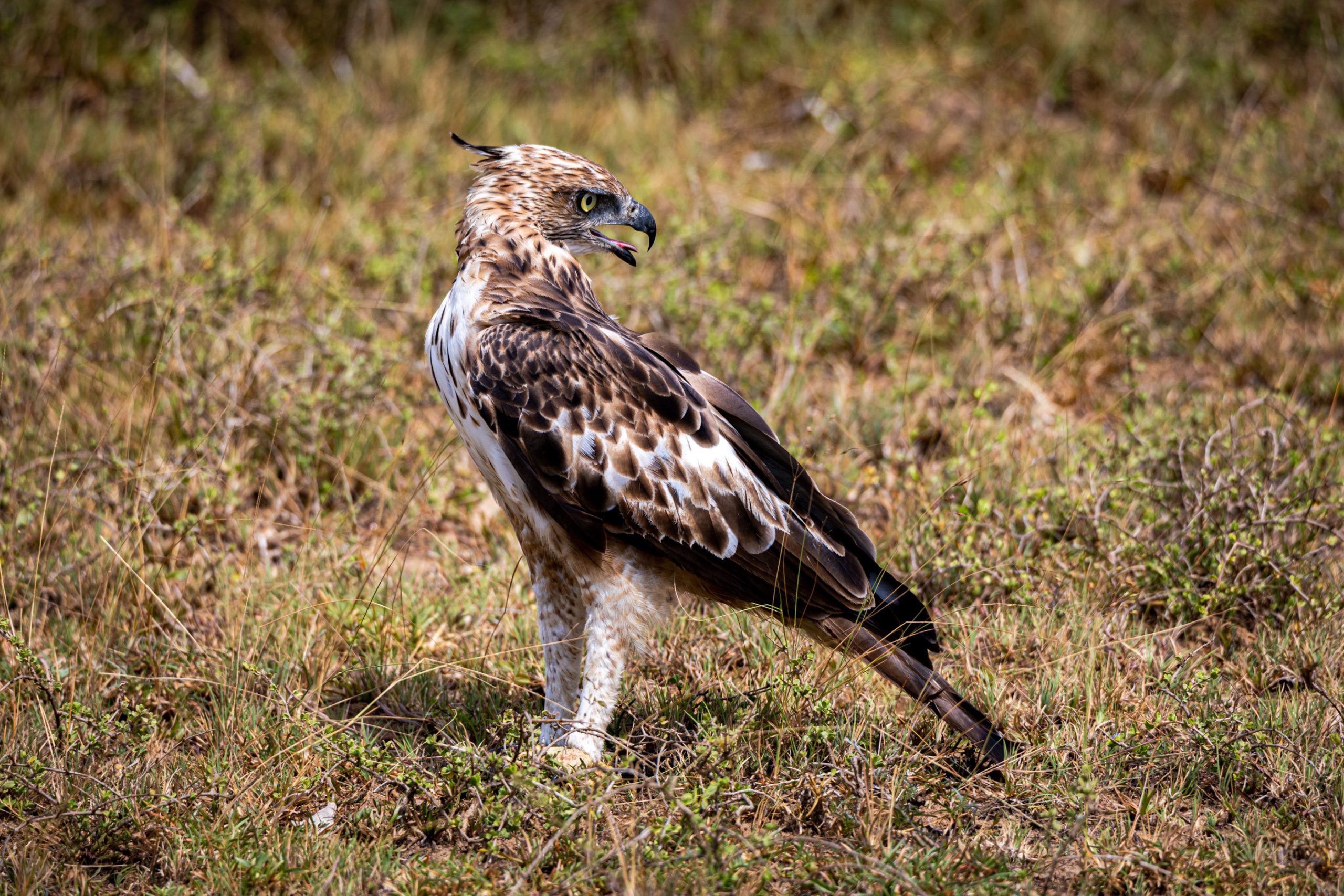 Aigle ravisseur d'Afrique en savane