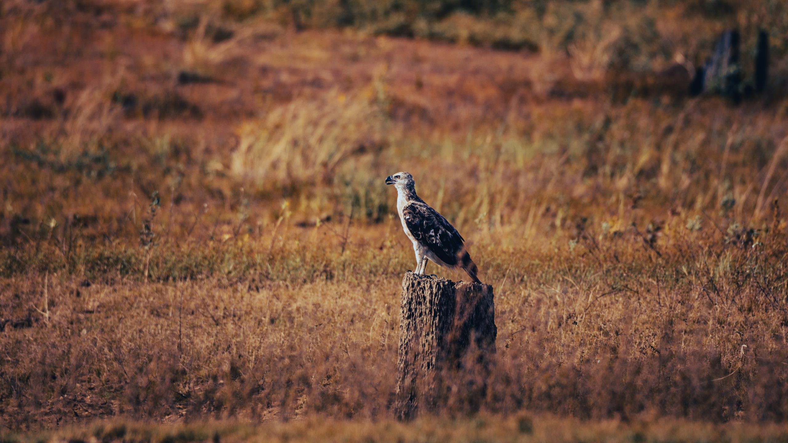 Aigle serpent posé sur souche
