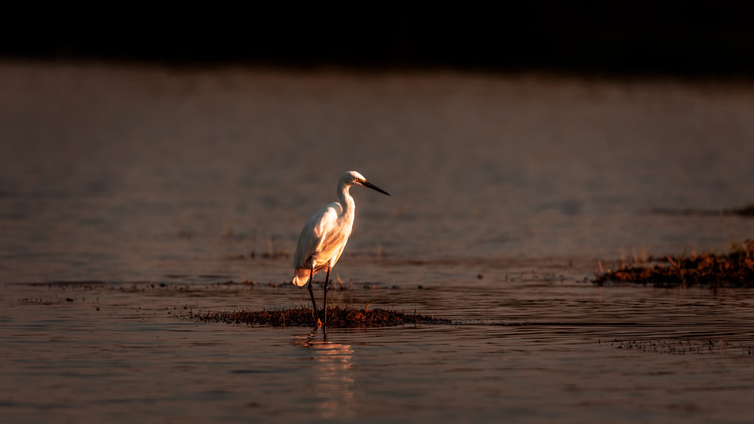 Aigrette garzette au crépuscule