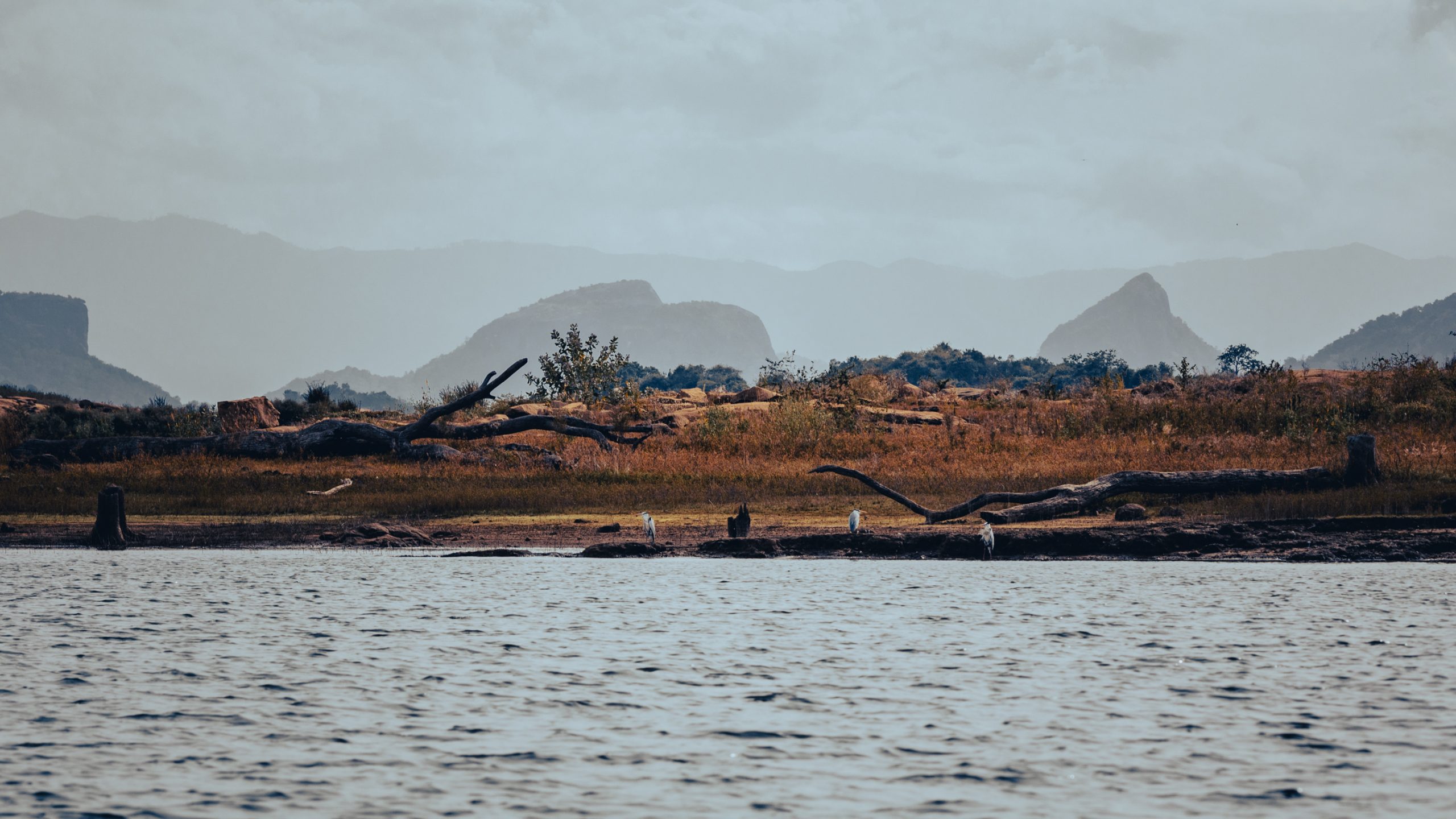 Aigrettes sur la rive du lac