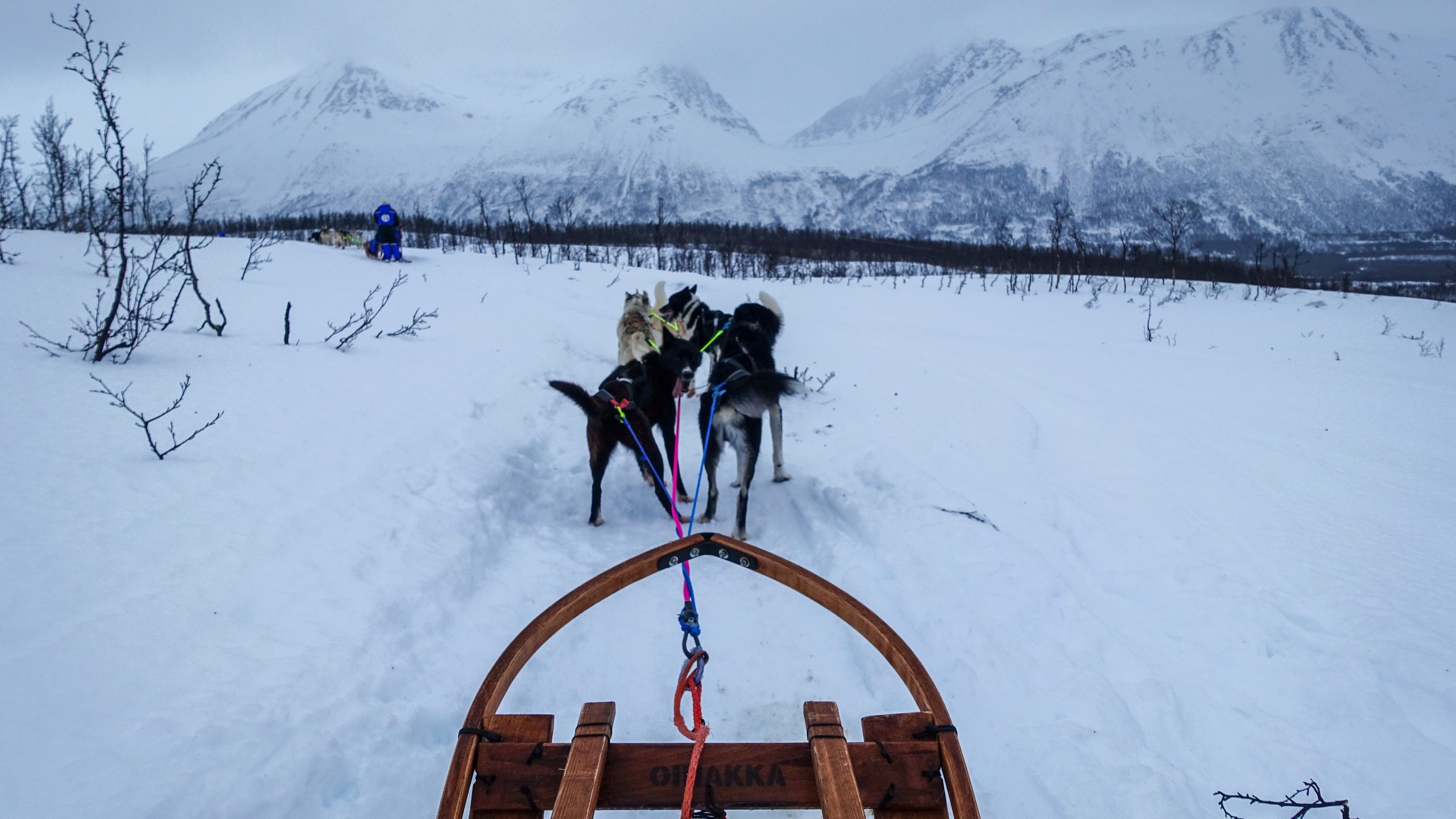 Attelage de huskys en Laponie