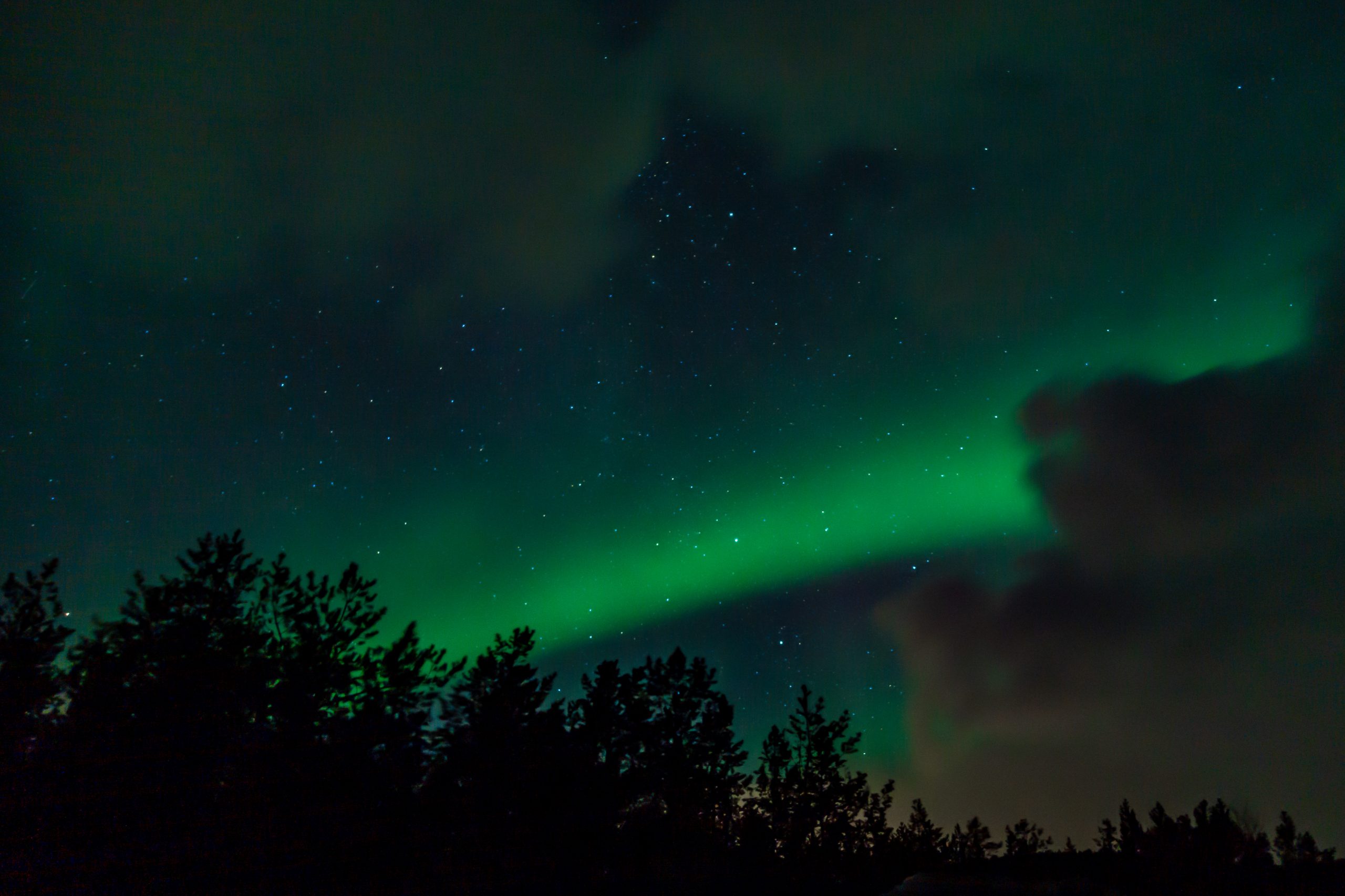 Aurore boréale sur sapins