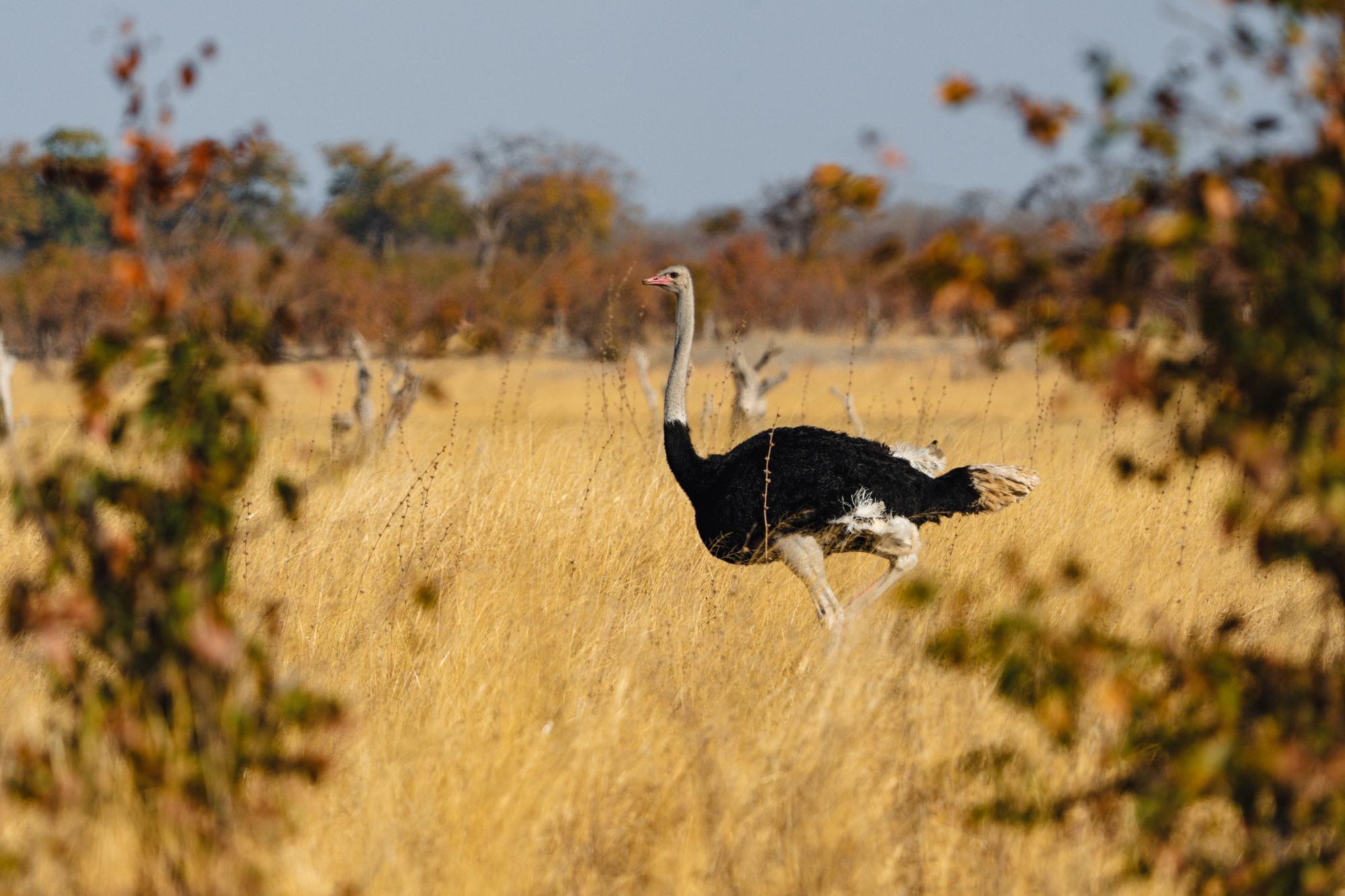 Autruche d’Afrique dans la Savane