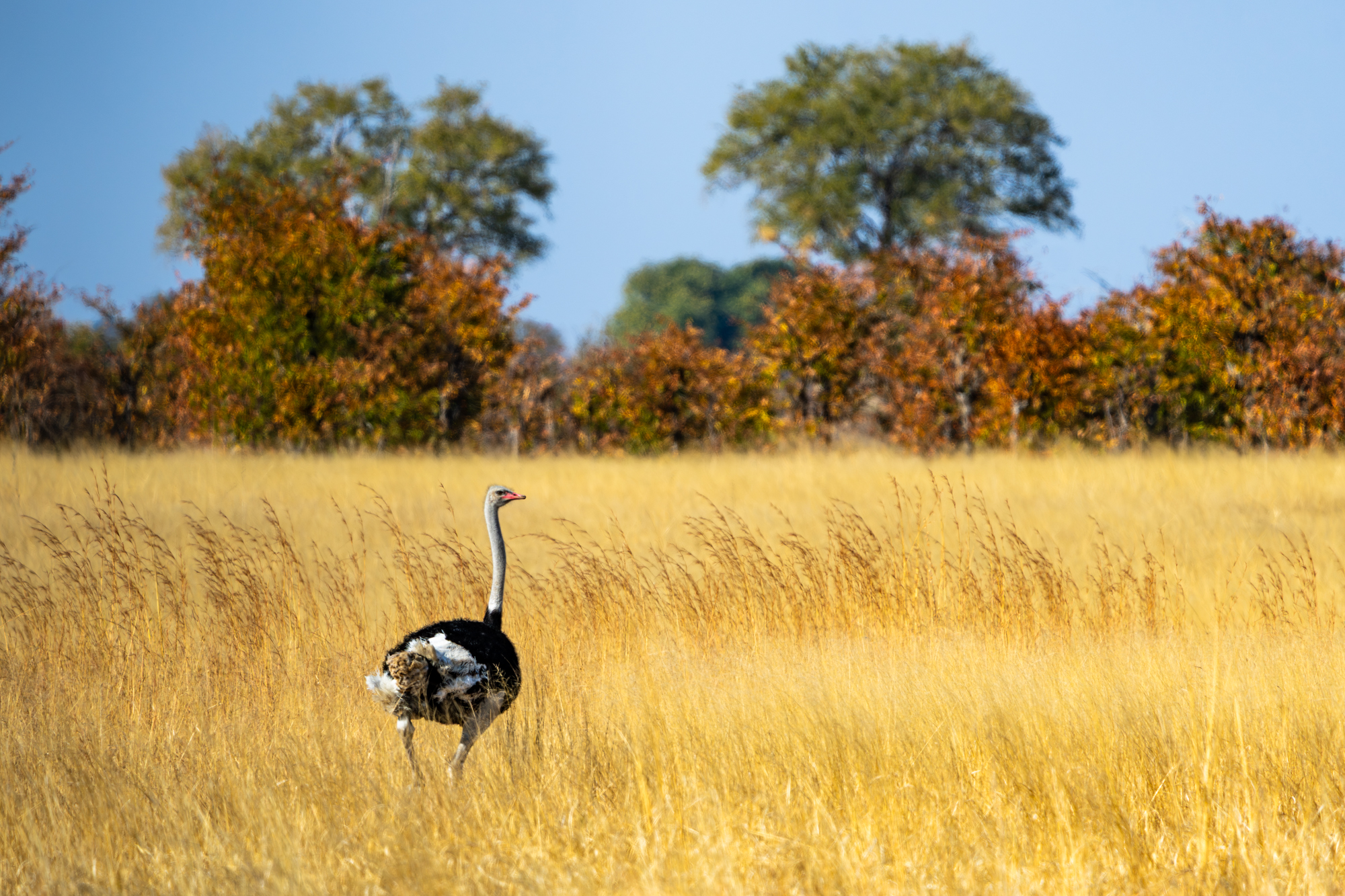 Autruche d’Afrique en savane