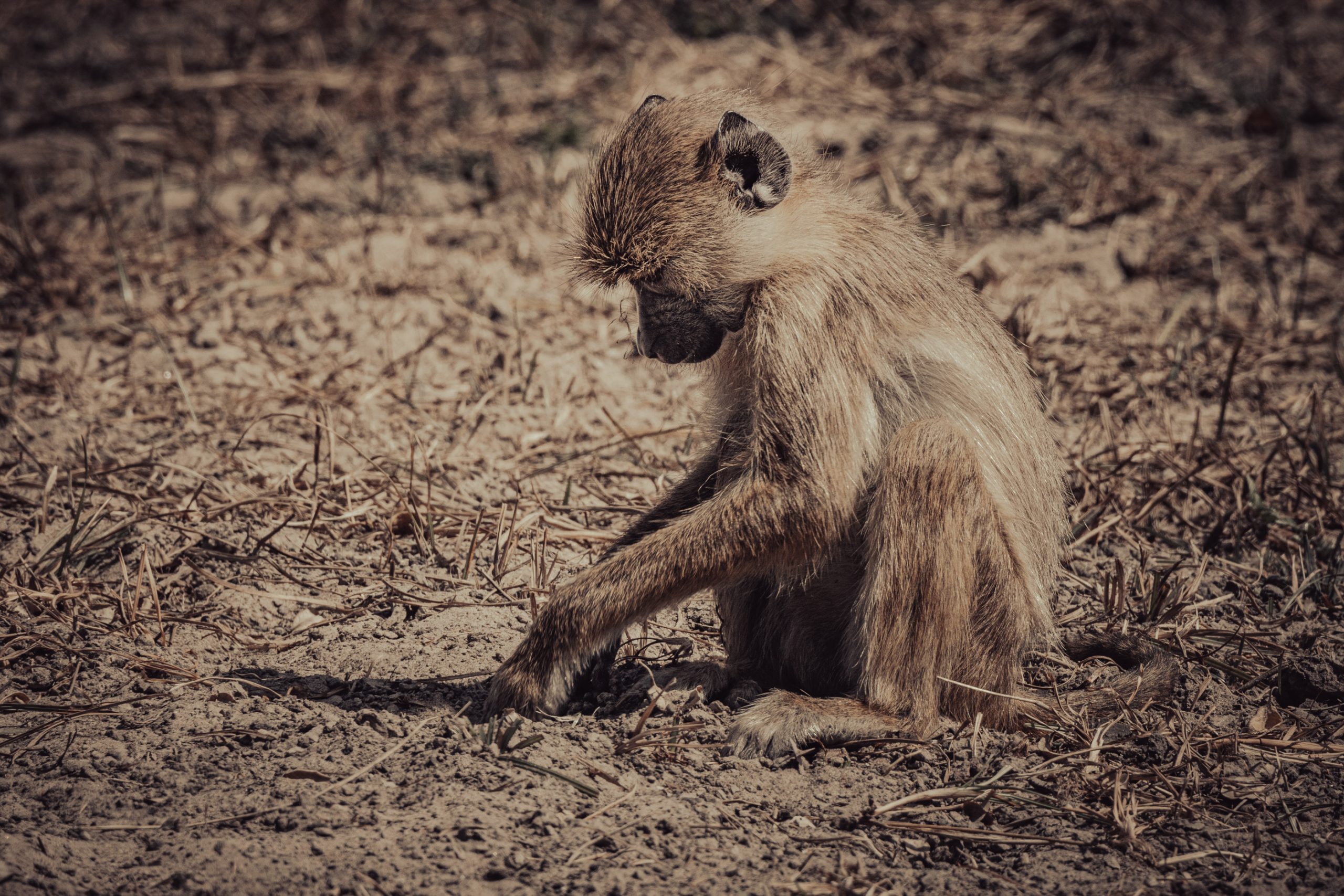 Babouin Chacma Fouillant le Sol