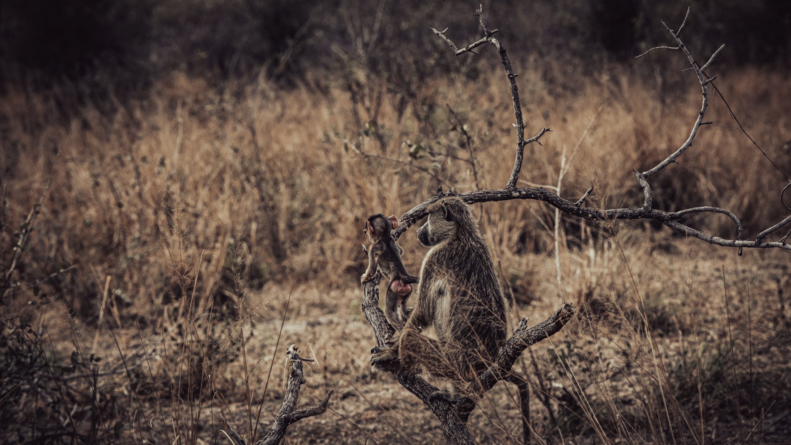 Babouin olive et son petit