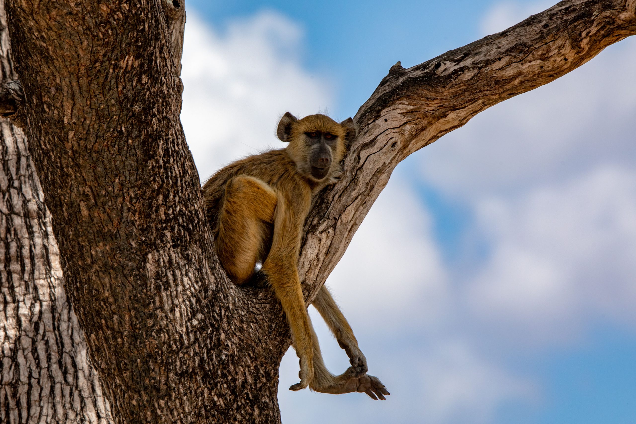 Babouin olive perché sur branche