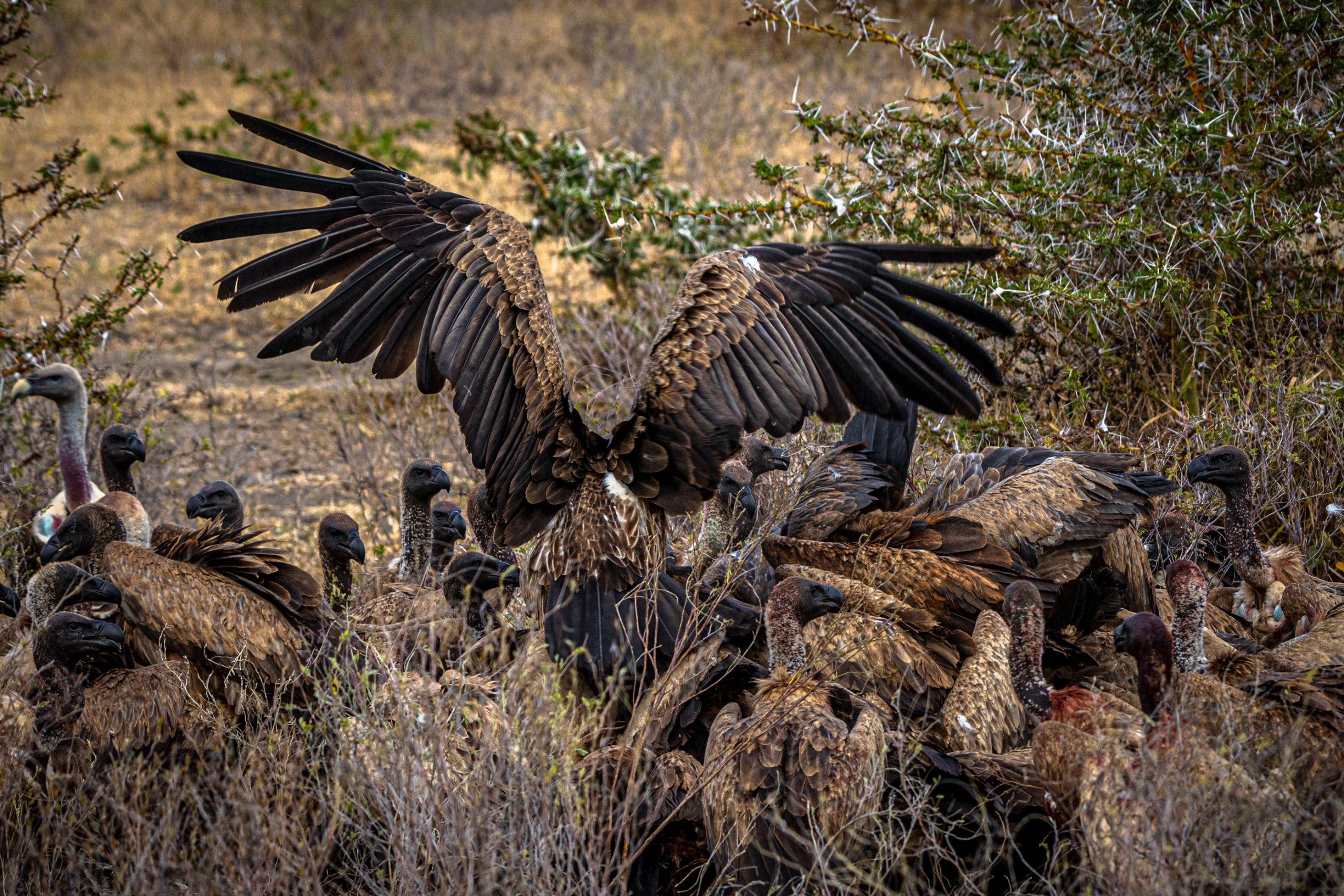 Ballet de vautours africains