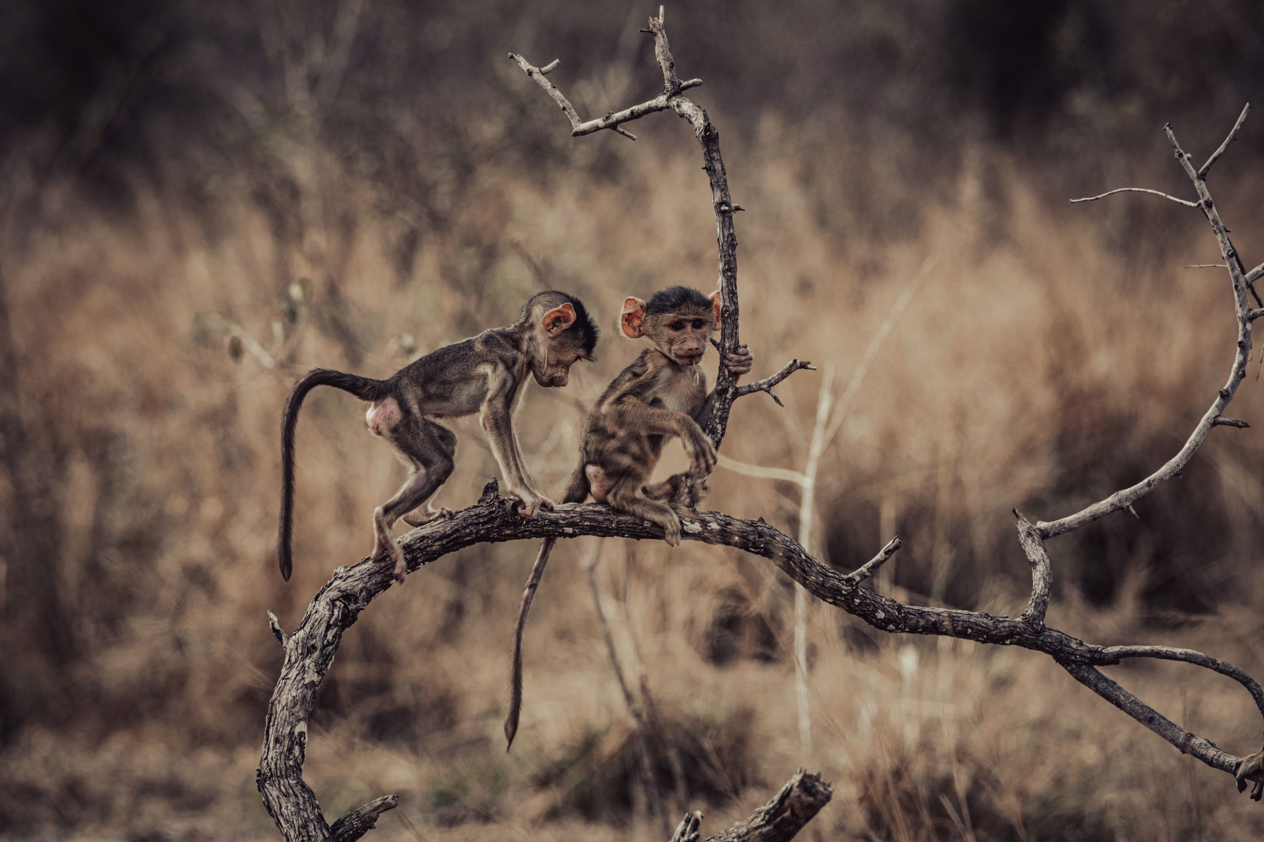 Bébés Babouins sur Branche