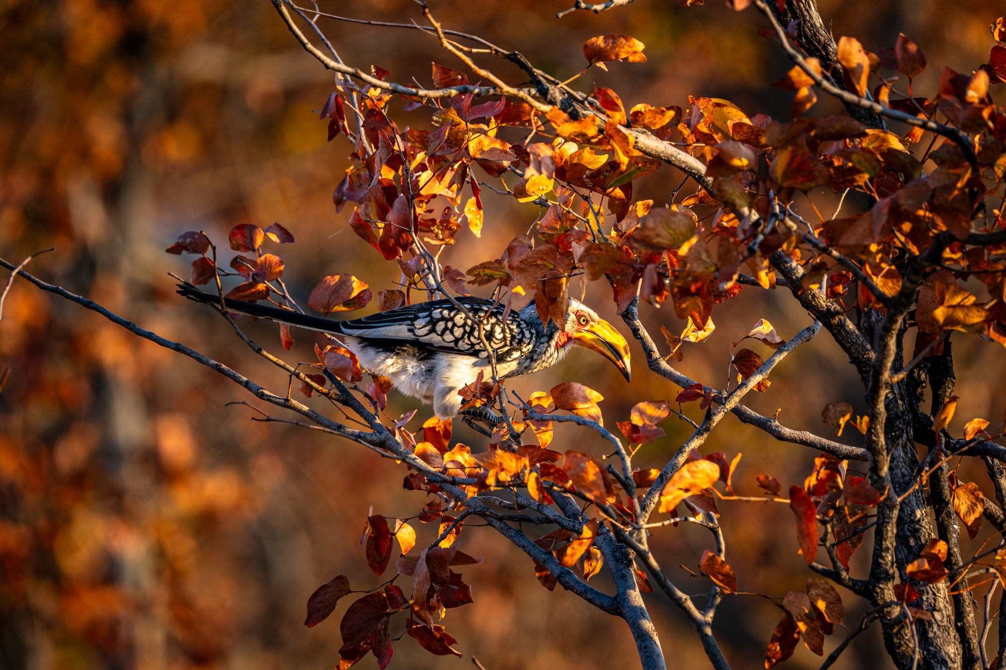 Calao à bec jaune sur Mopane