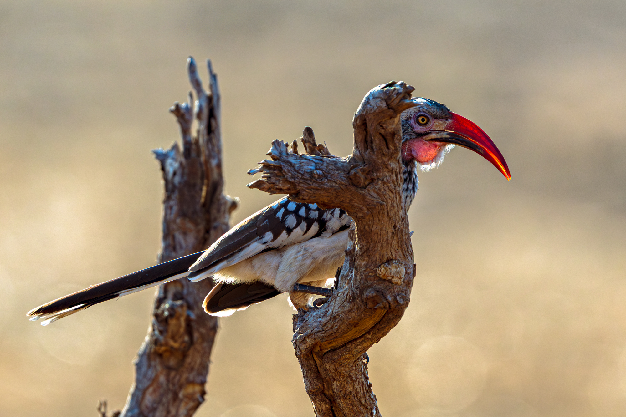 Calao à bec rouge perché