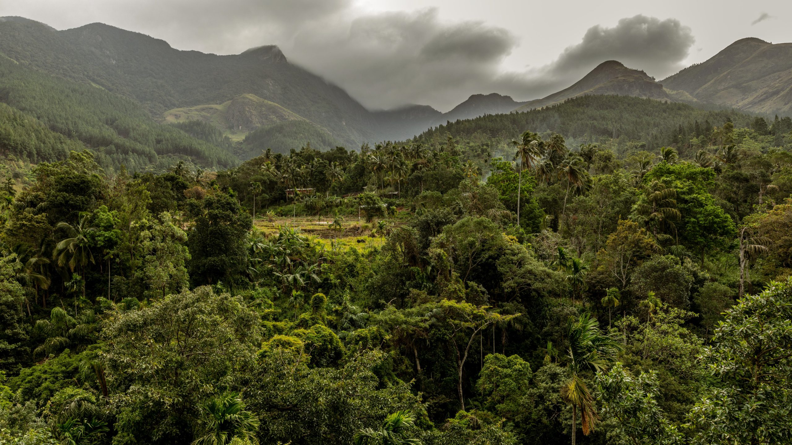 Canopée Tropicale En Vallée Montagneuse