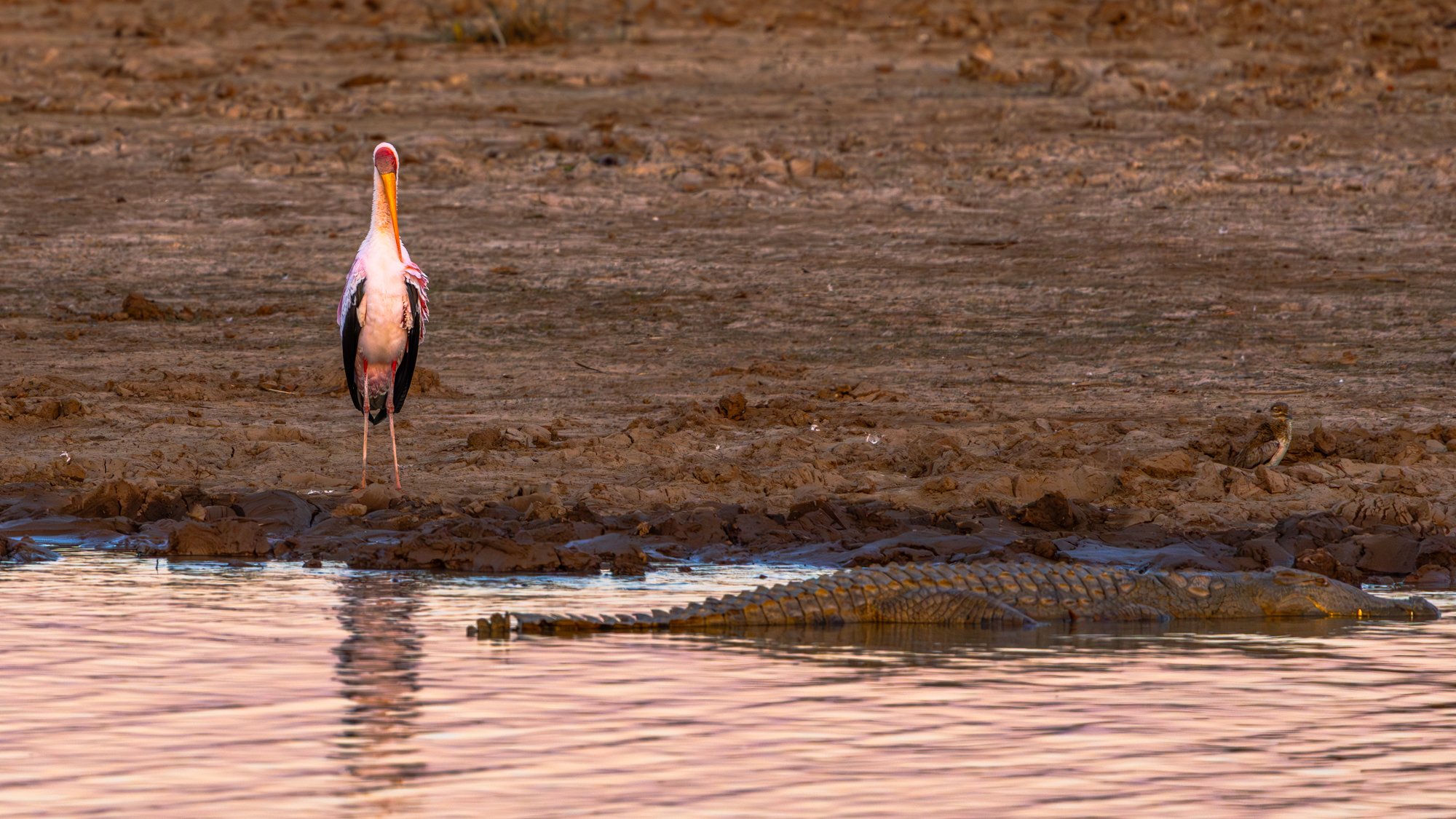 Cigogne à bec jaune et crocodile