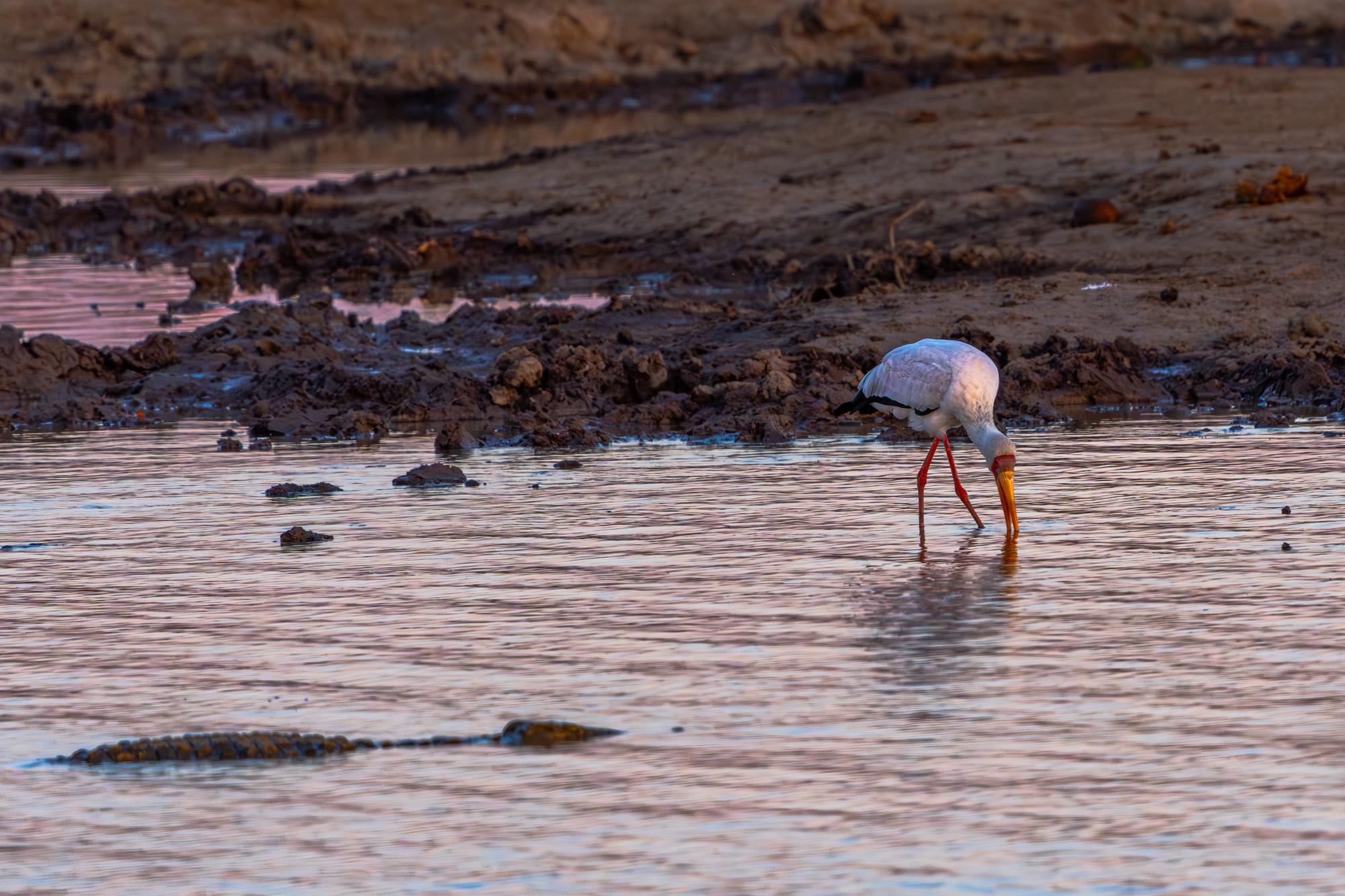 Cigogne à bec jaune et le crocodile