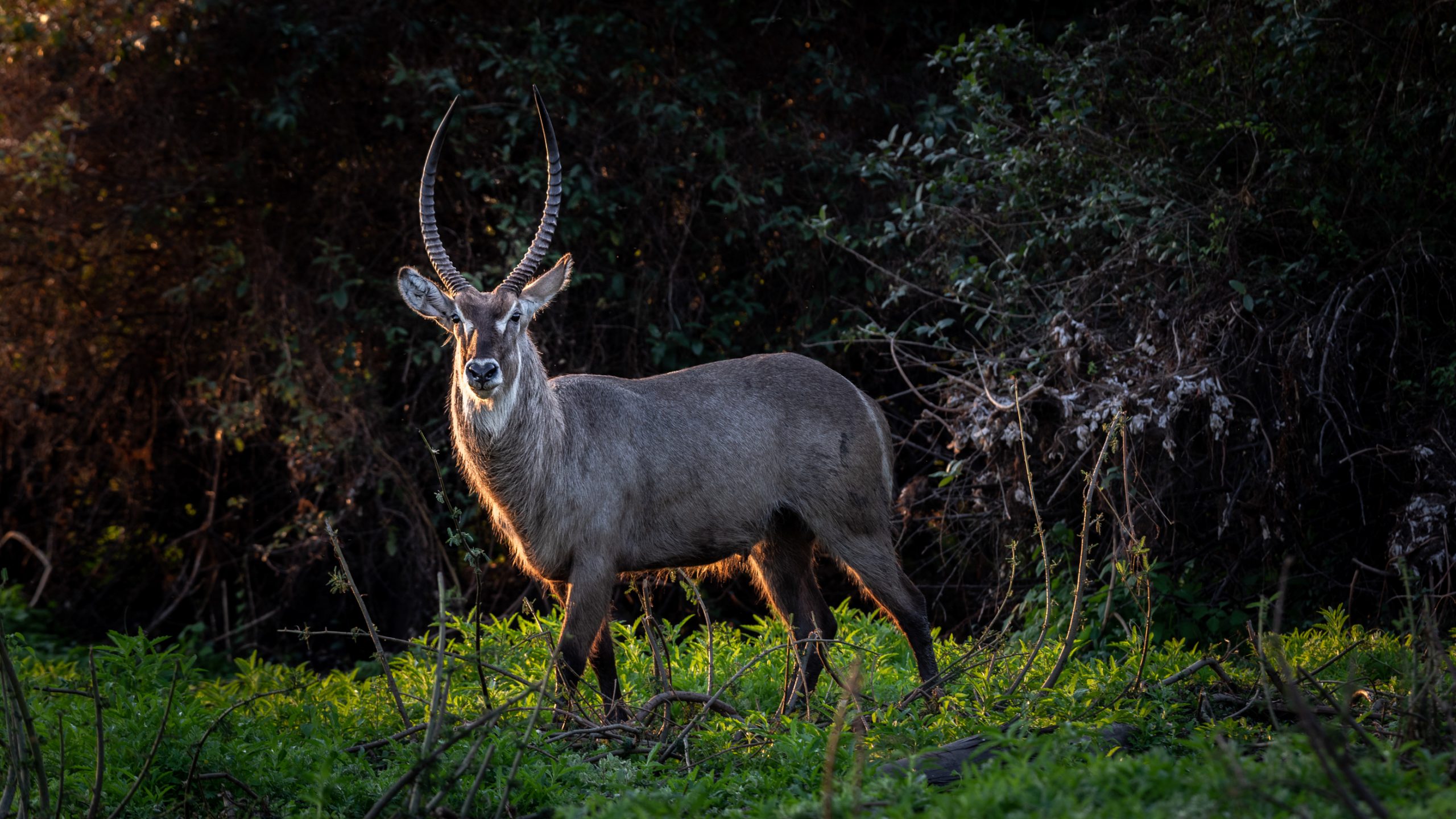 Cobe à croissant sous lumière dorée