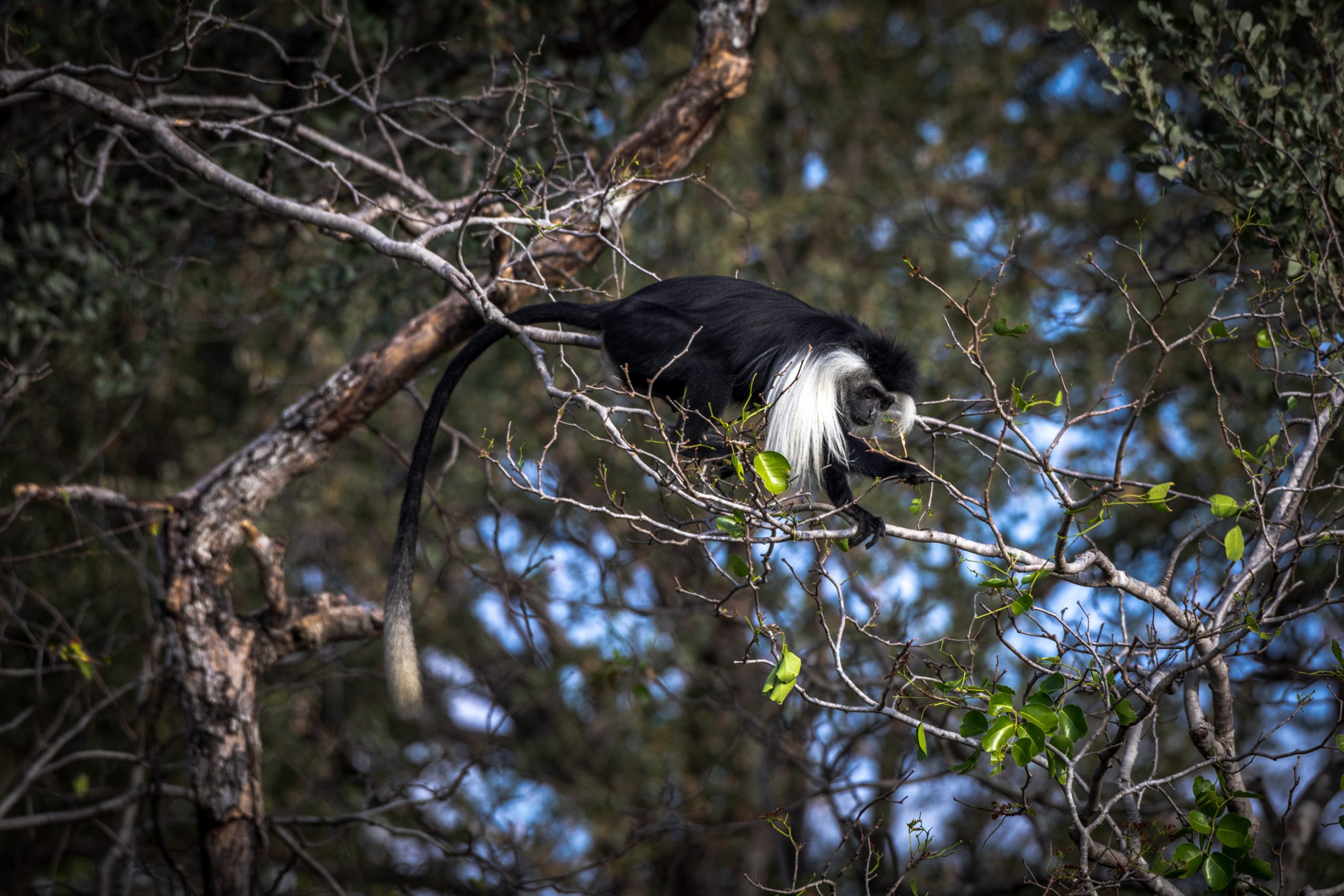 Colobe Guéréza perché sur branche