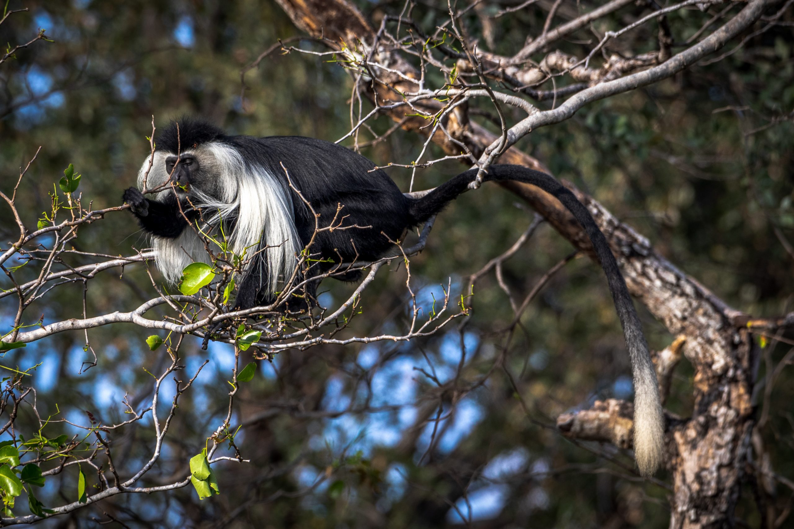 Colobe guéréza perché dans la canopée