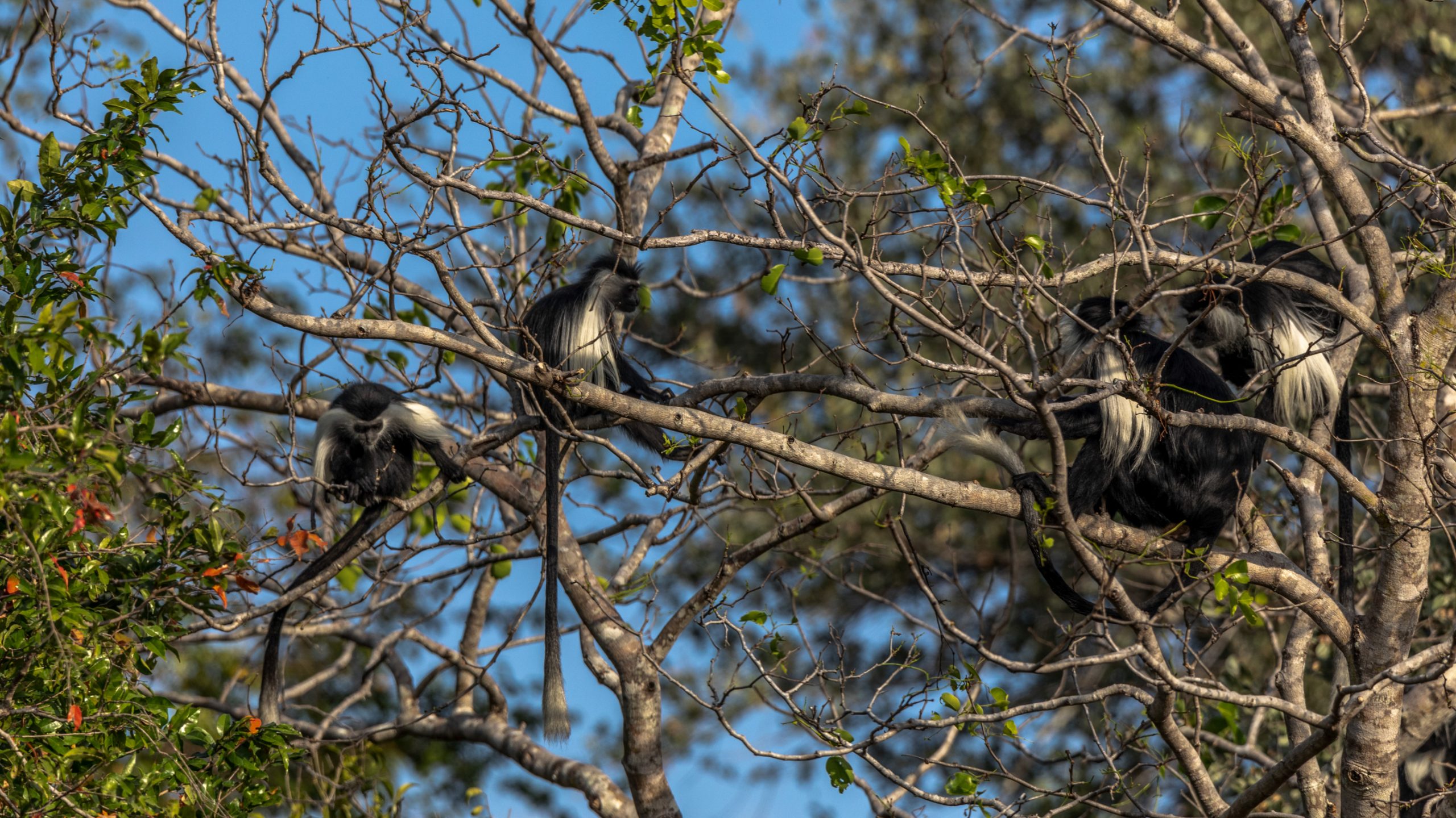 Colobes guéréza dans les branches