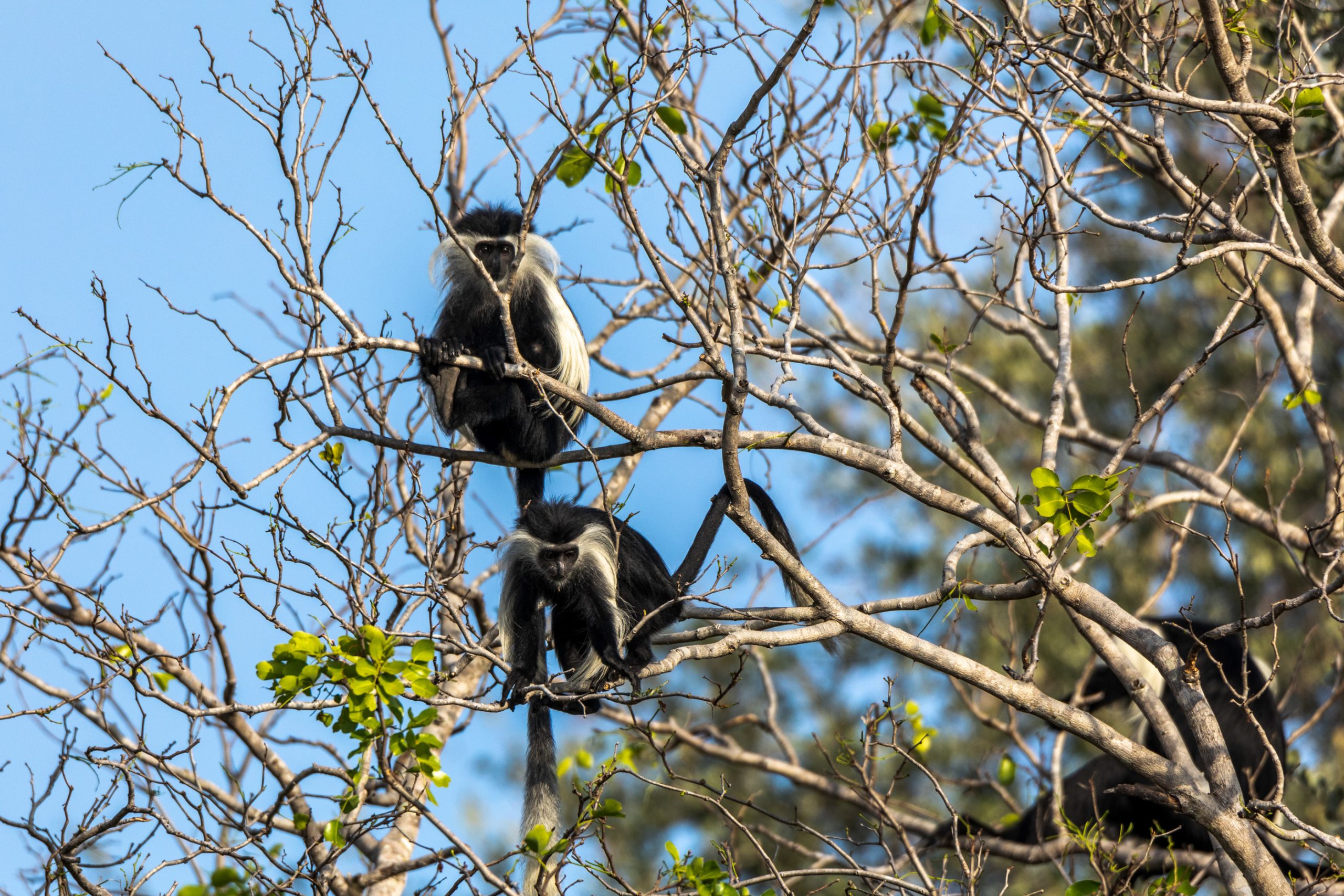 Colobes guérézas sur les branches