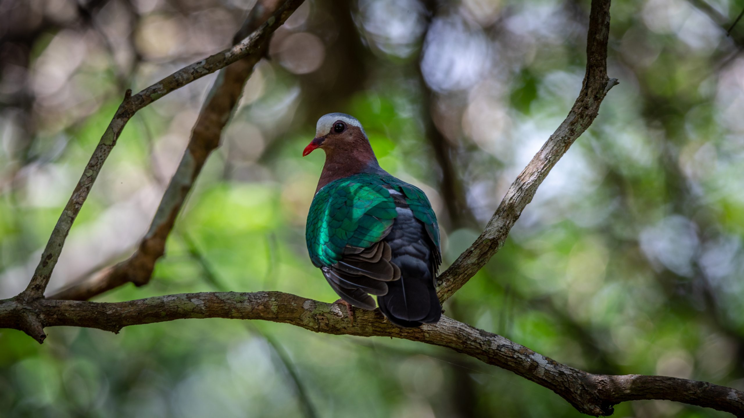 Colombe émeraude sur branche