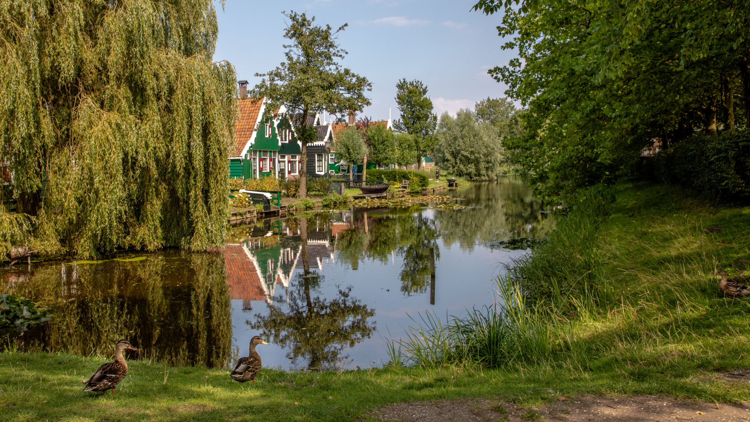 Colverts au canal de Zaanse Schans