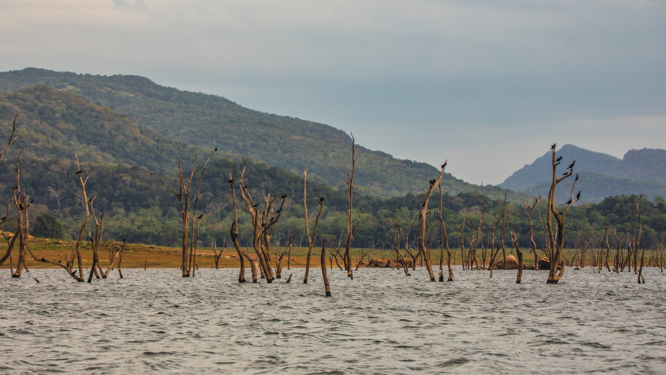 Cormorans perchés sur troncs