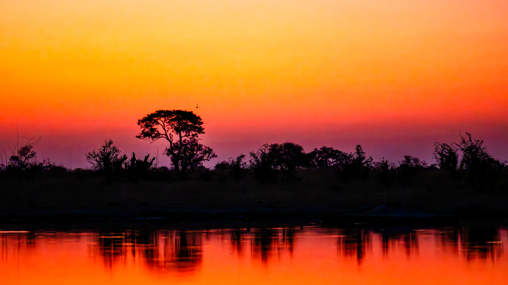 Crépuscule sur la savane africaine