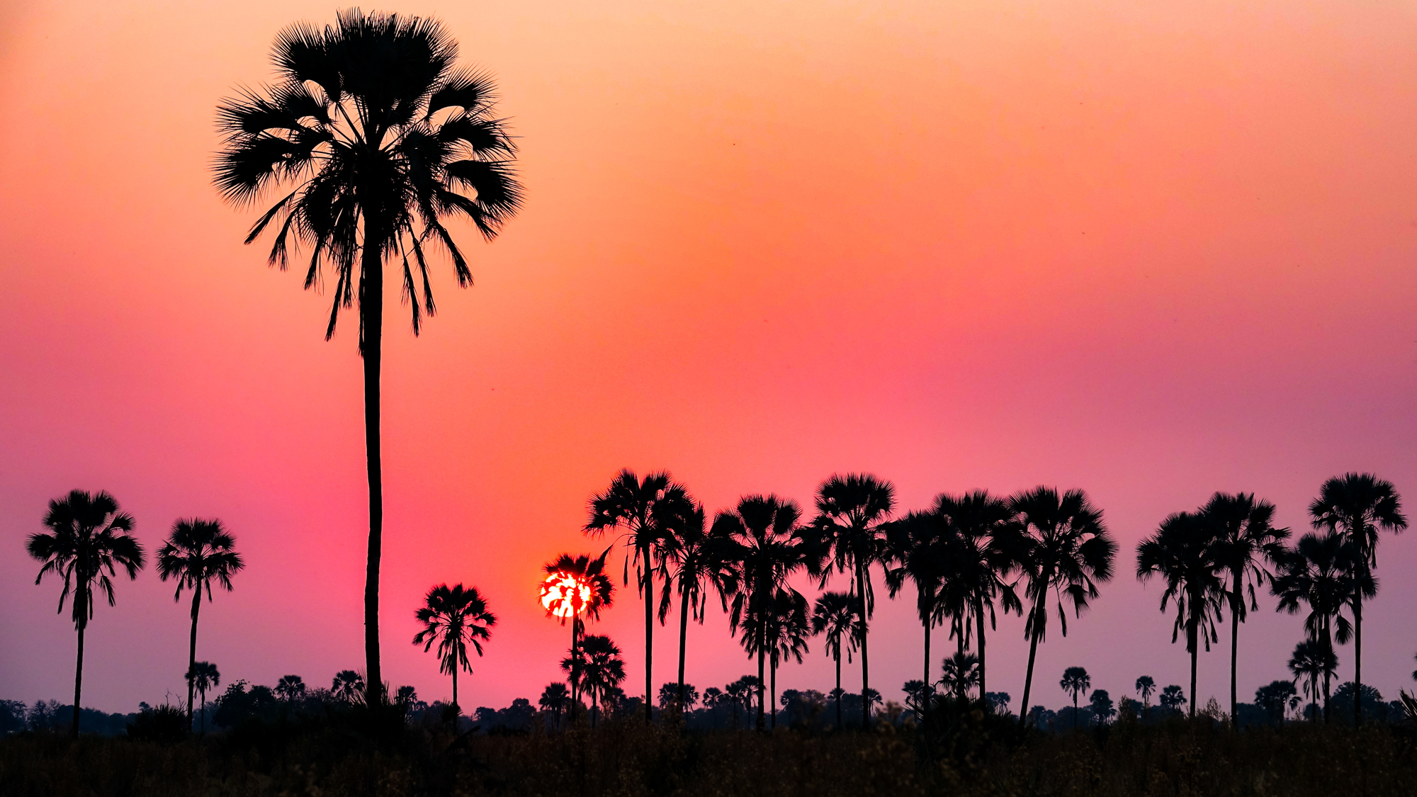 Crépuscule sur palmiers Borassus