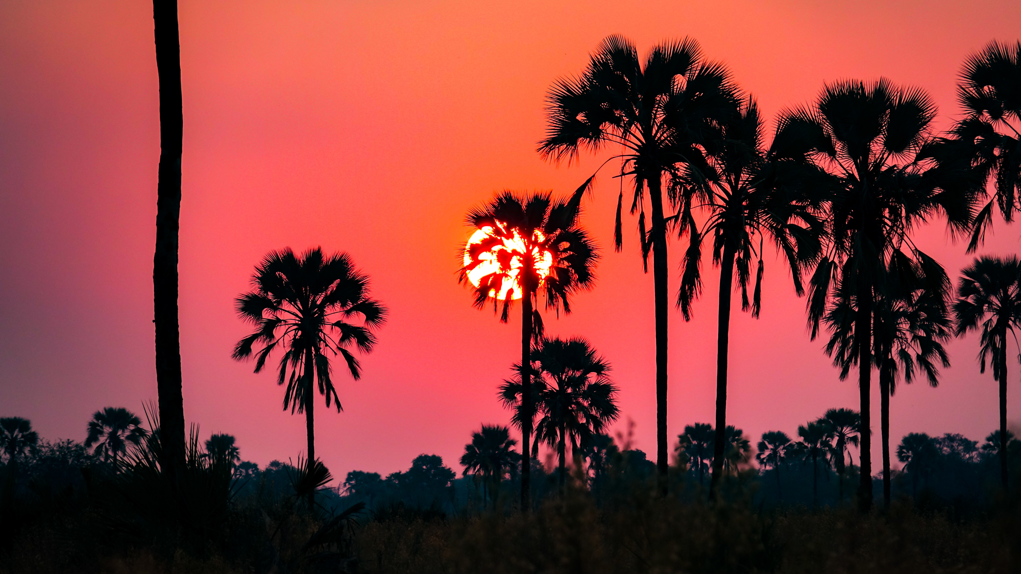 Crépuscule sur palmiers rônier
