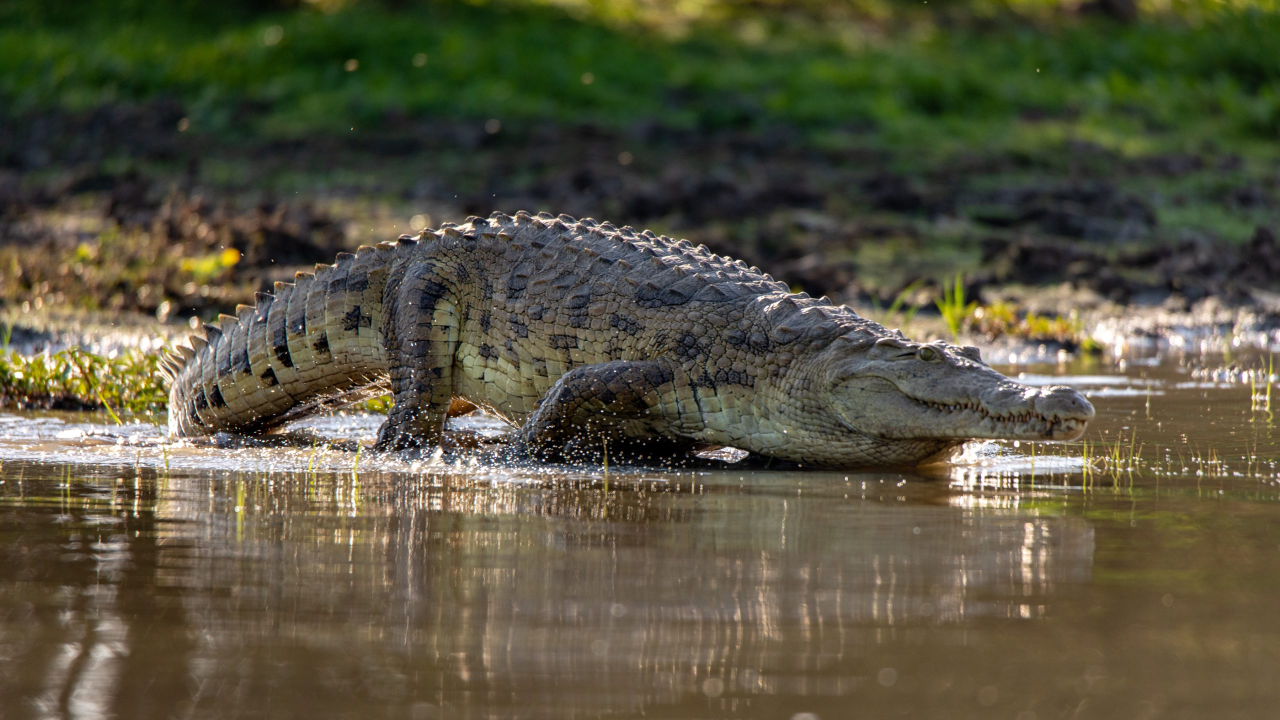 Crocodile du Nil en approche