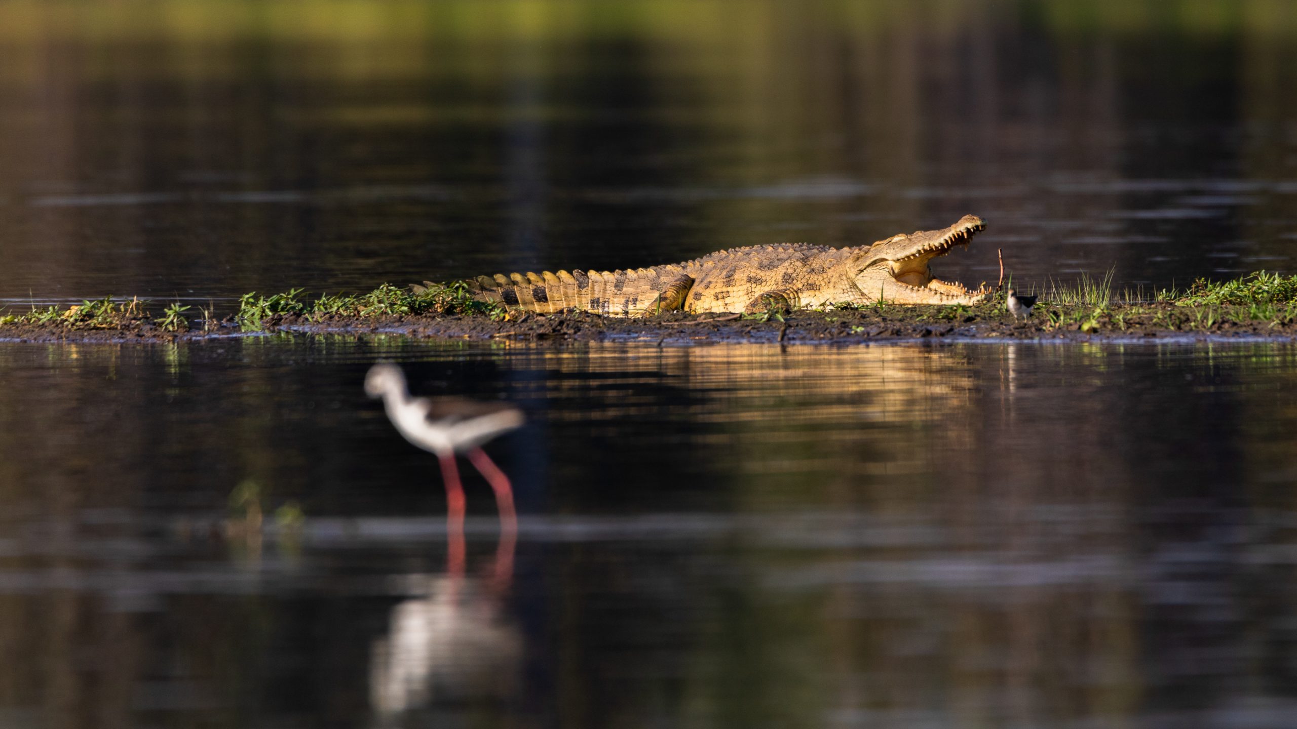 Crocodile du Nil et échasse blanche