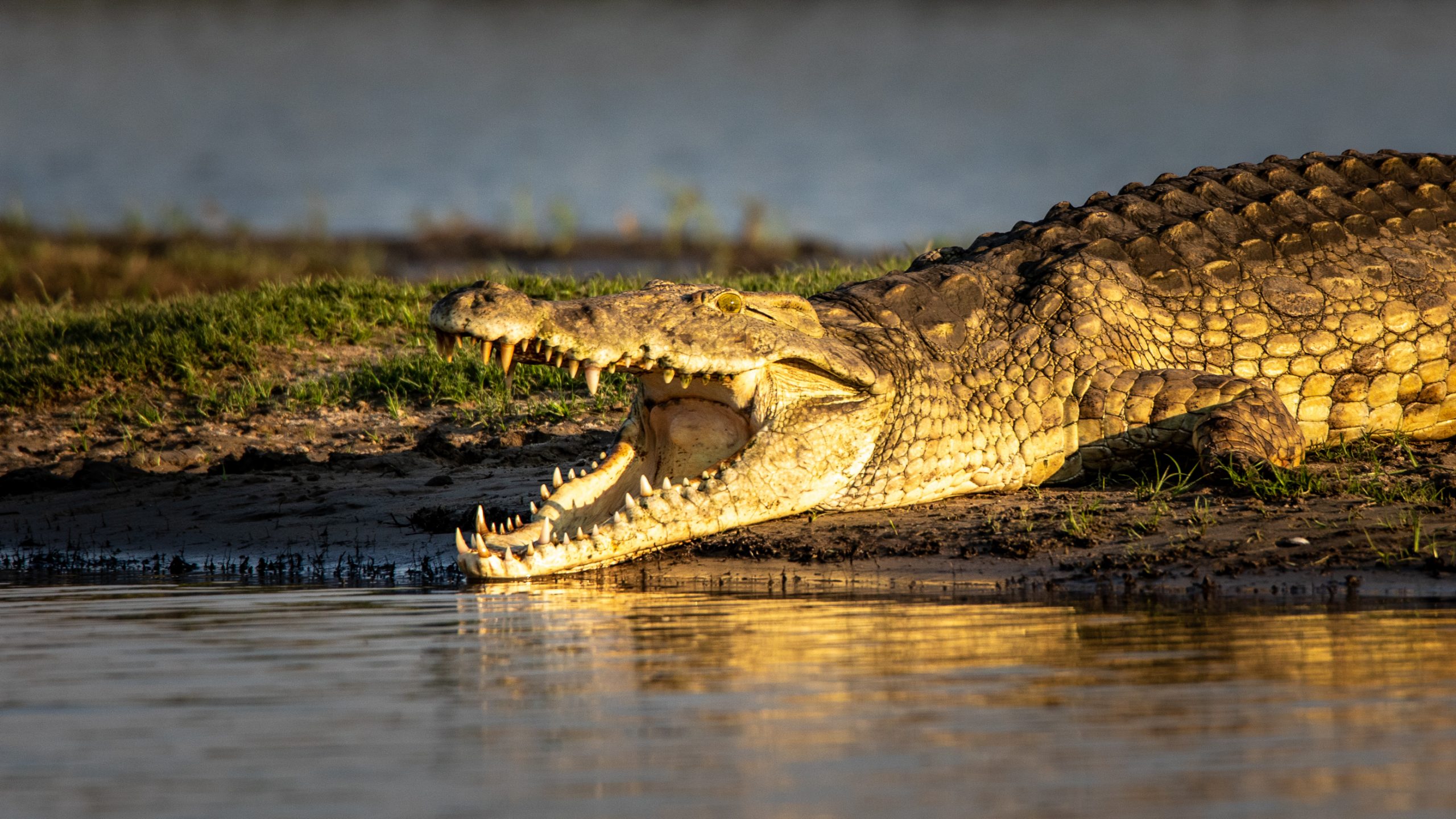 Crocodile du Nil gueule ouverte