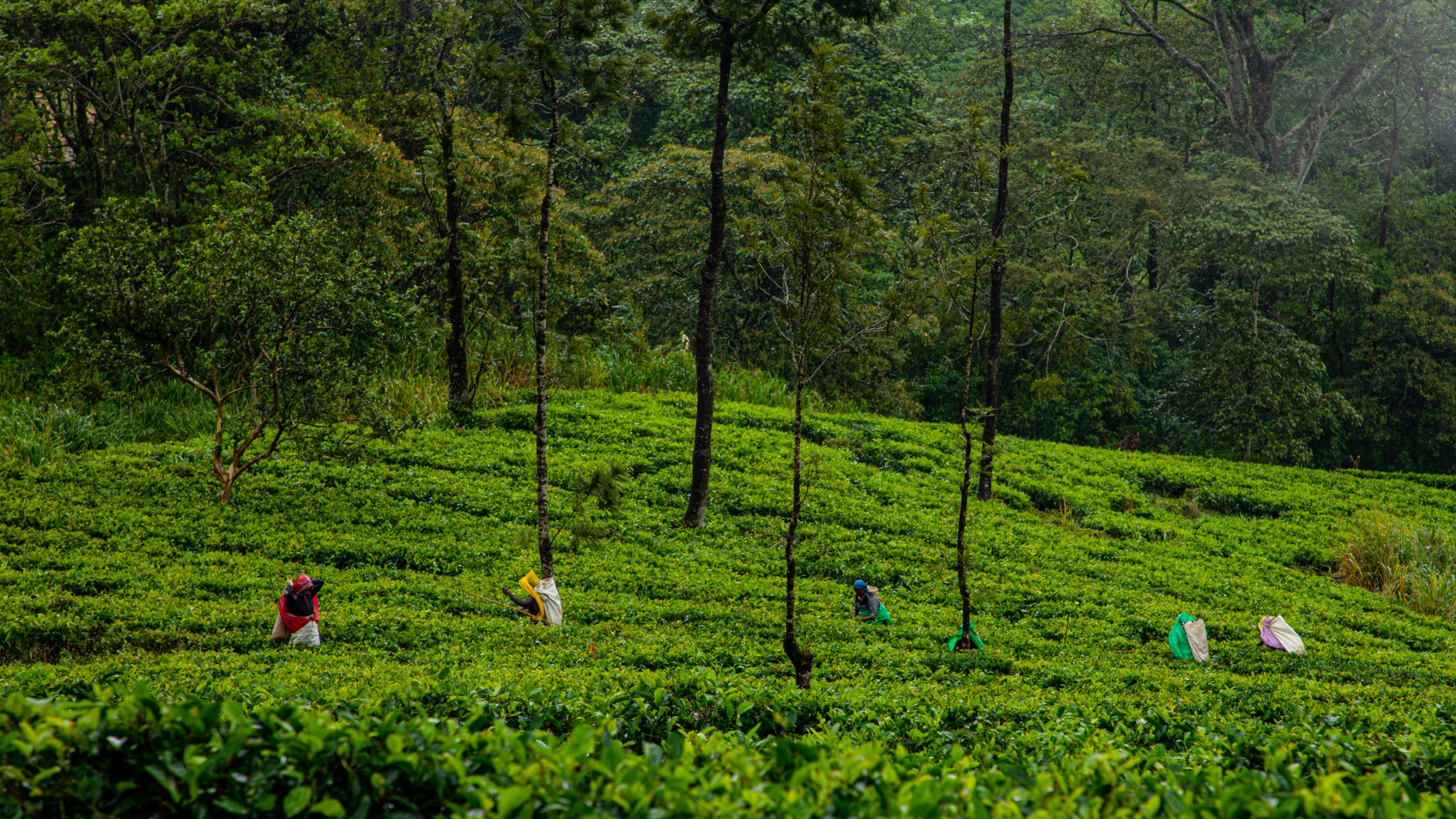 Cueilleuses de thé en plantation