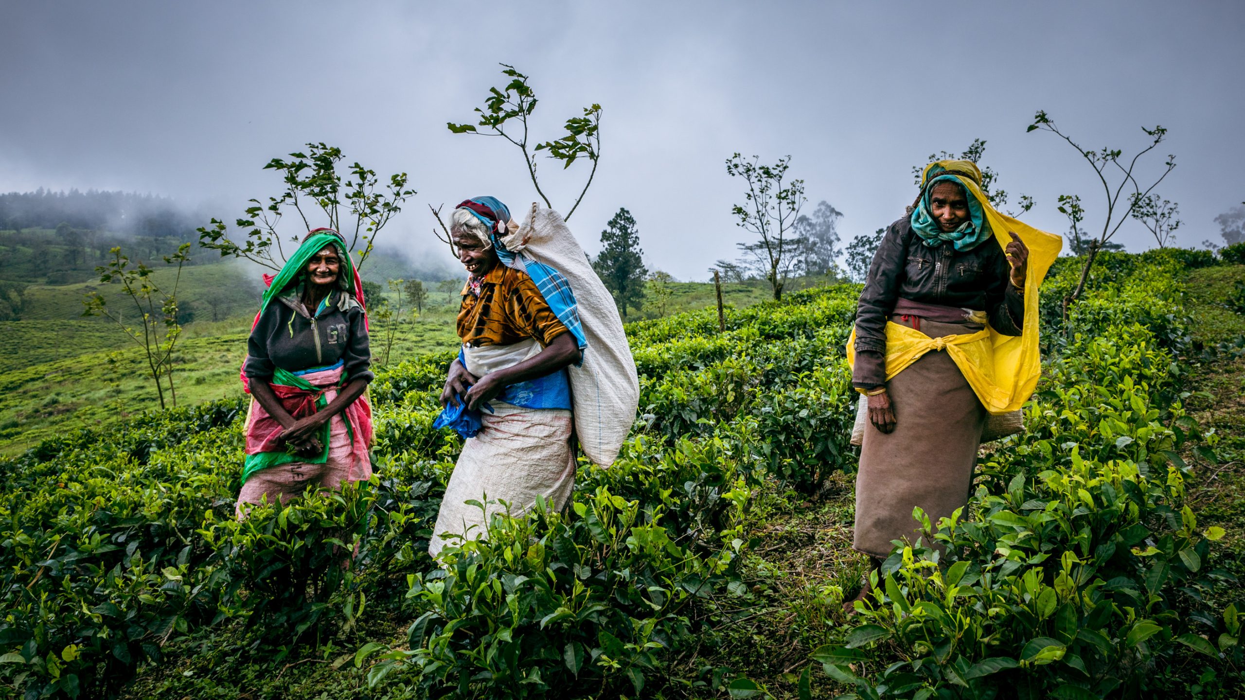 Cueilleuses en plantation de thé