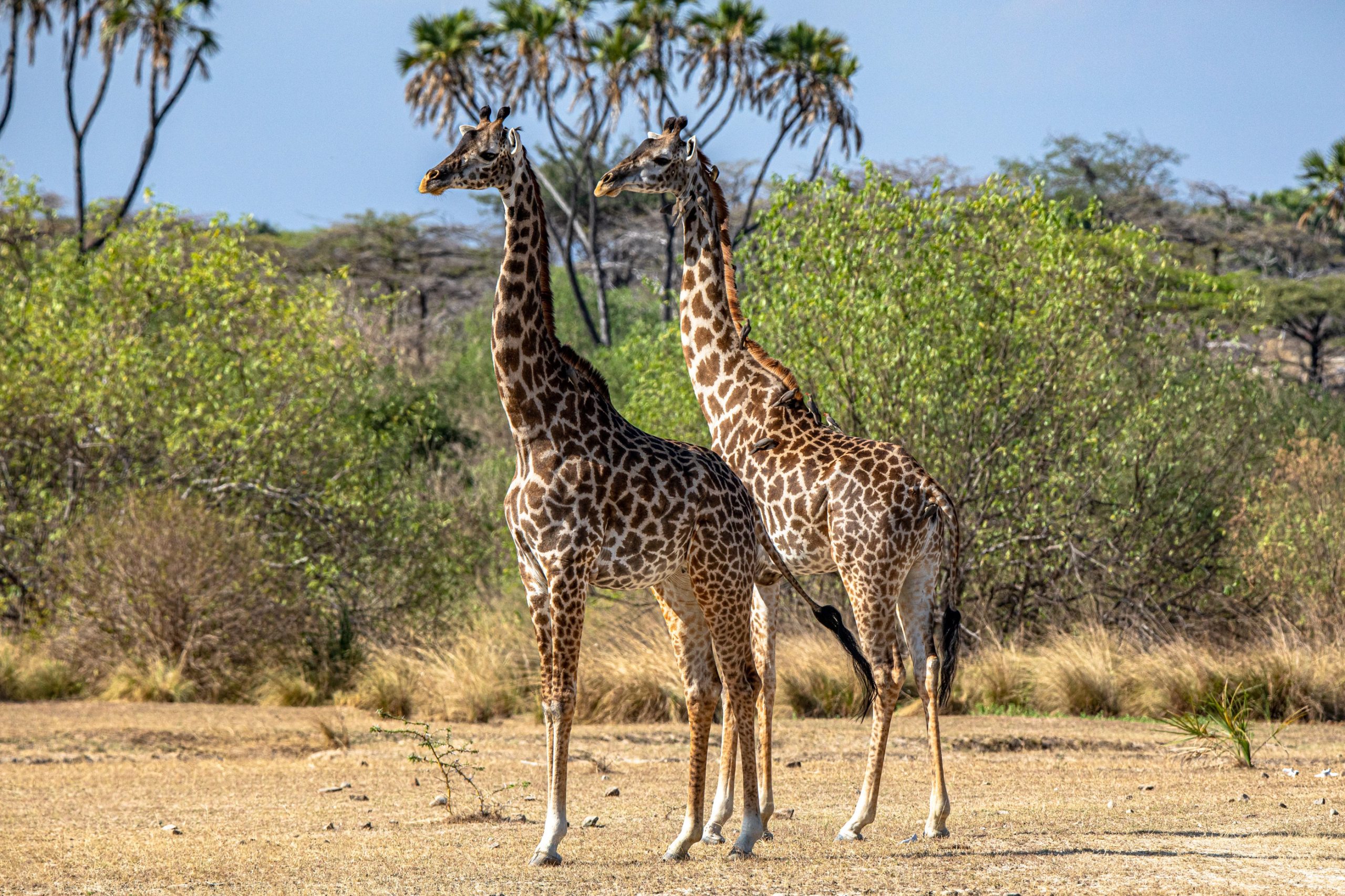 Deux Girafes Réticulées