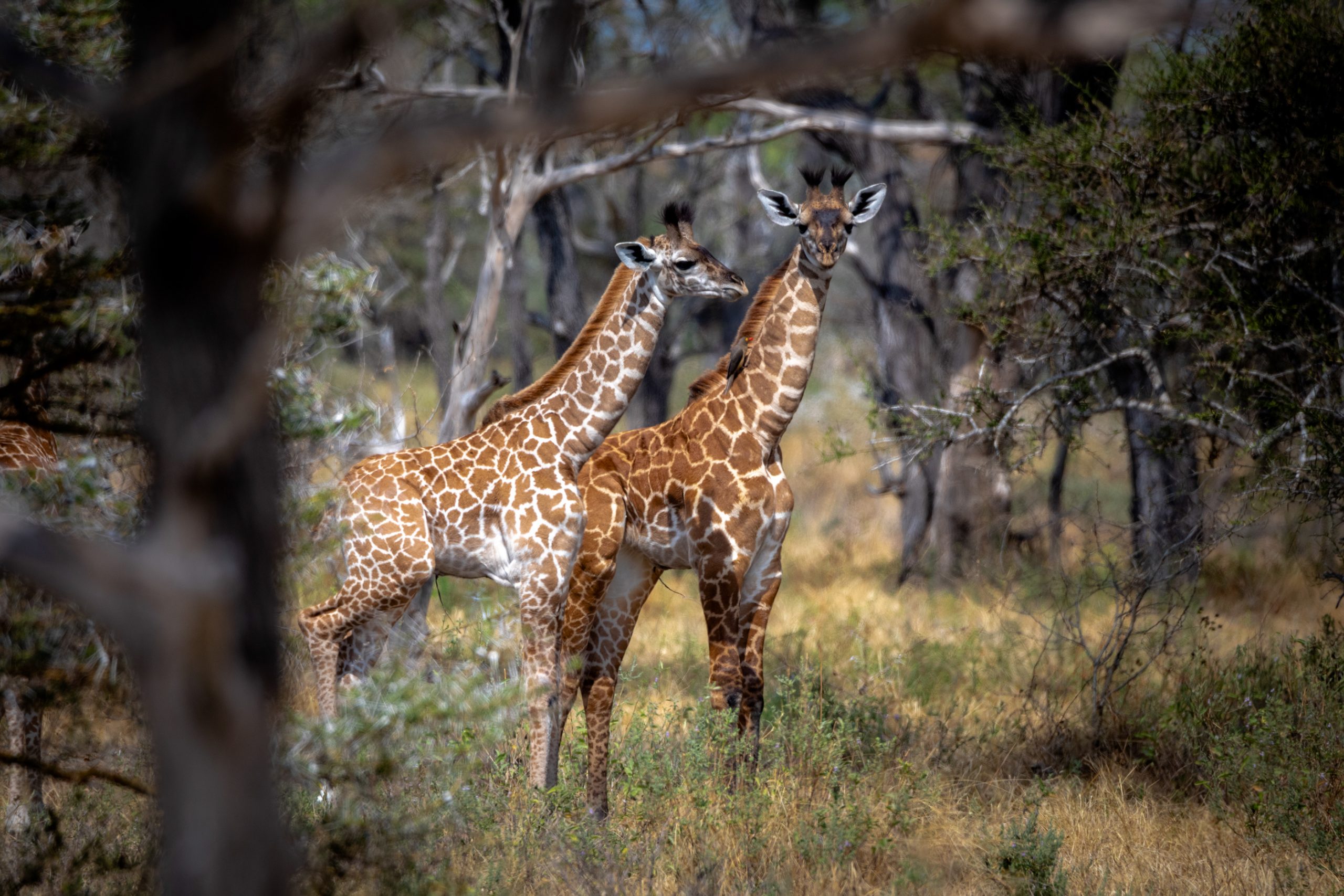 Deux girafes réticulées juvéniles