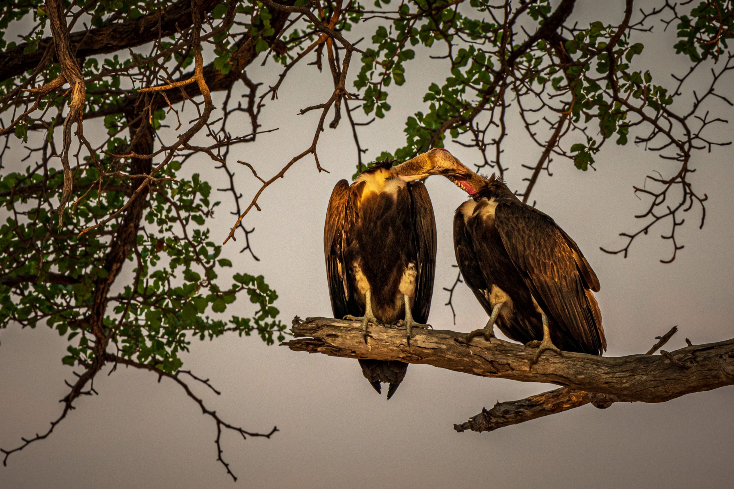 Deux vautours à tête rouge