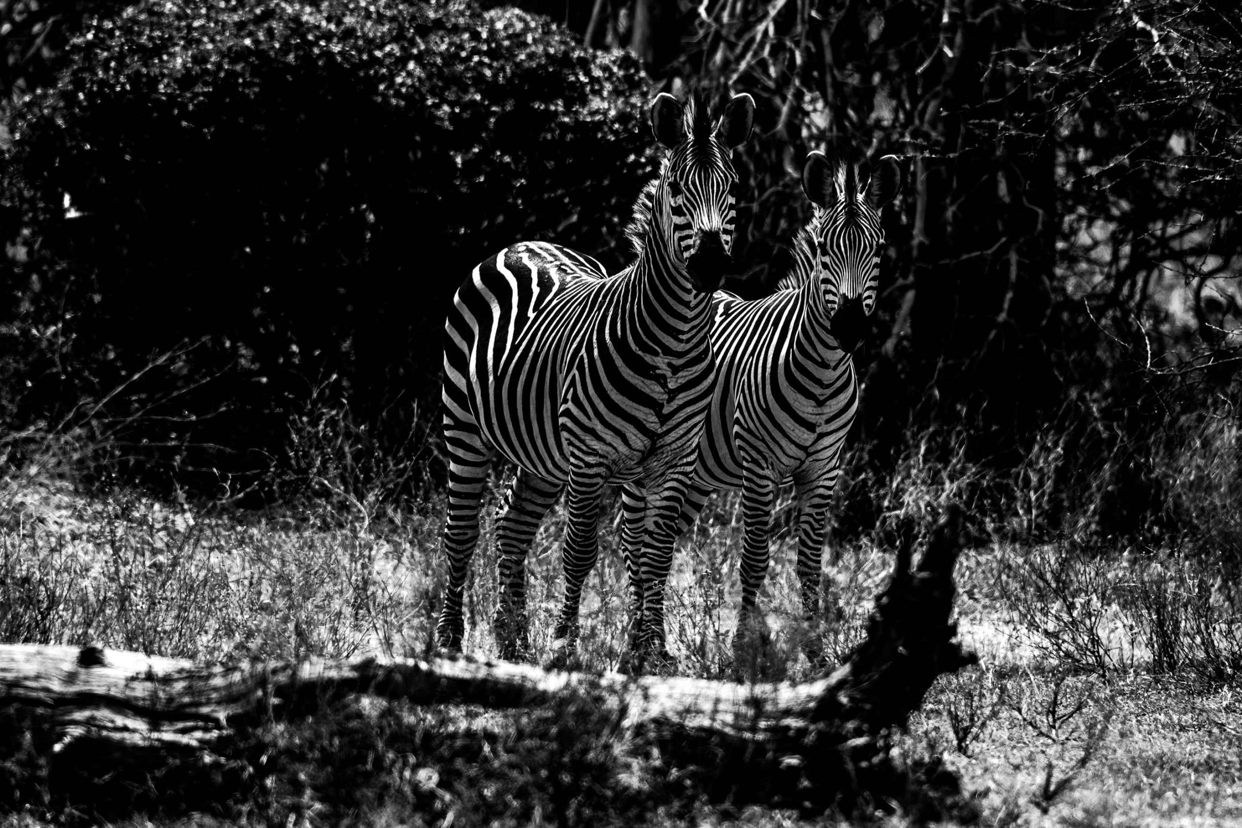 Deux zèbres de plaine