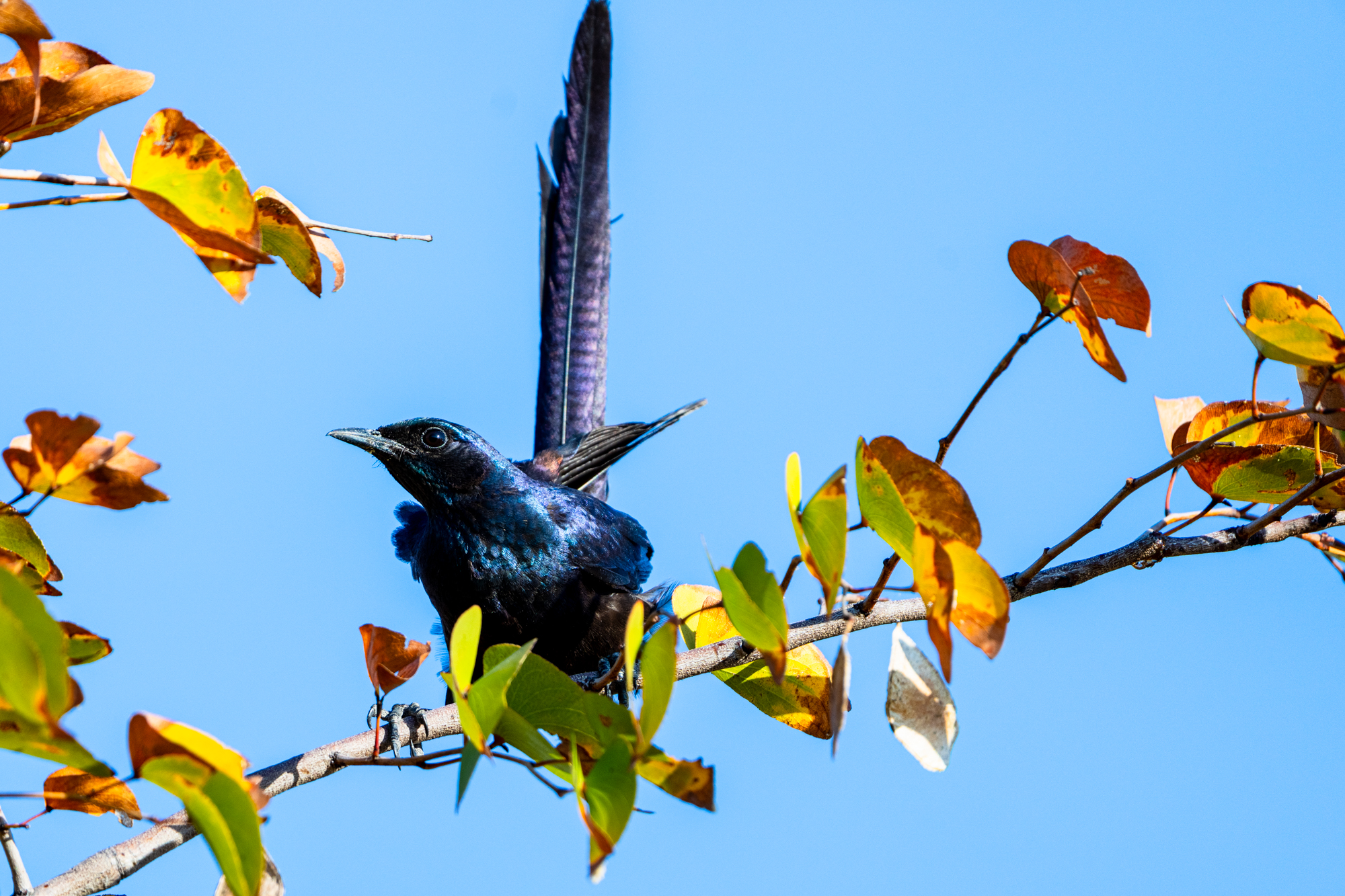 Drongo à Raquettes Sur Branche