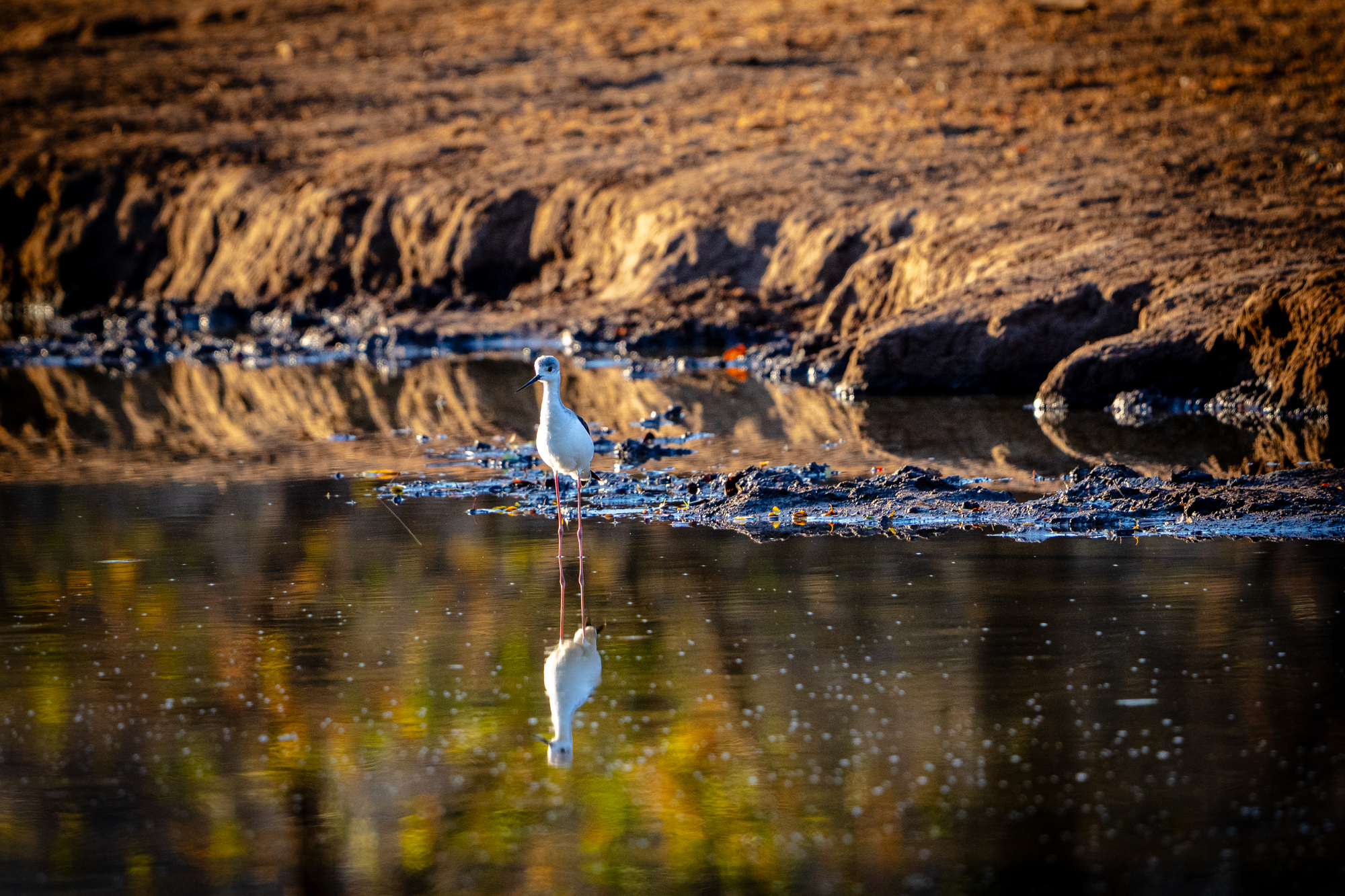 Échasse blanche au marais